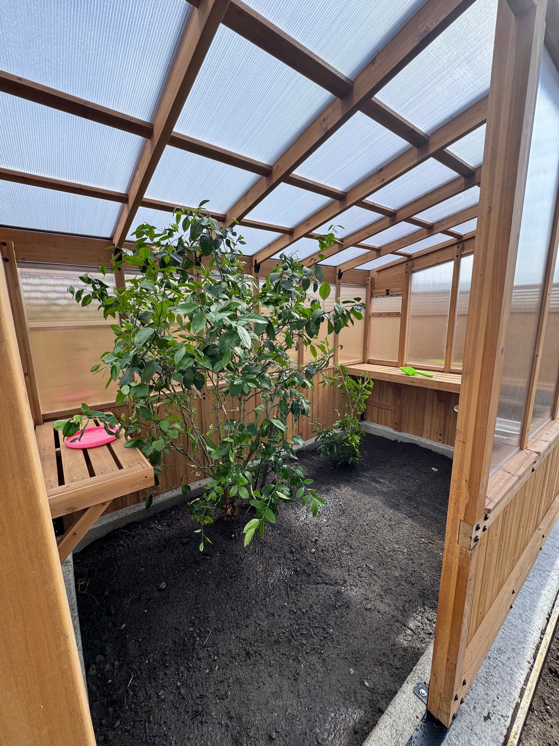 Mature Lemon Trees Get a Second Chance With a Careful Transplant image