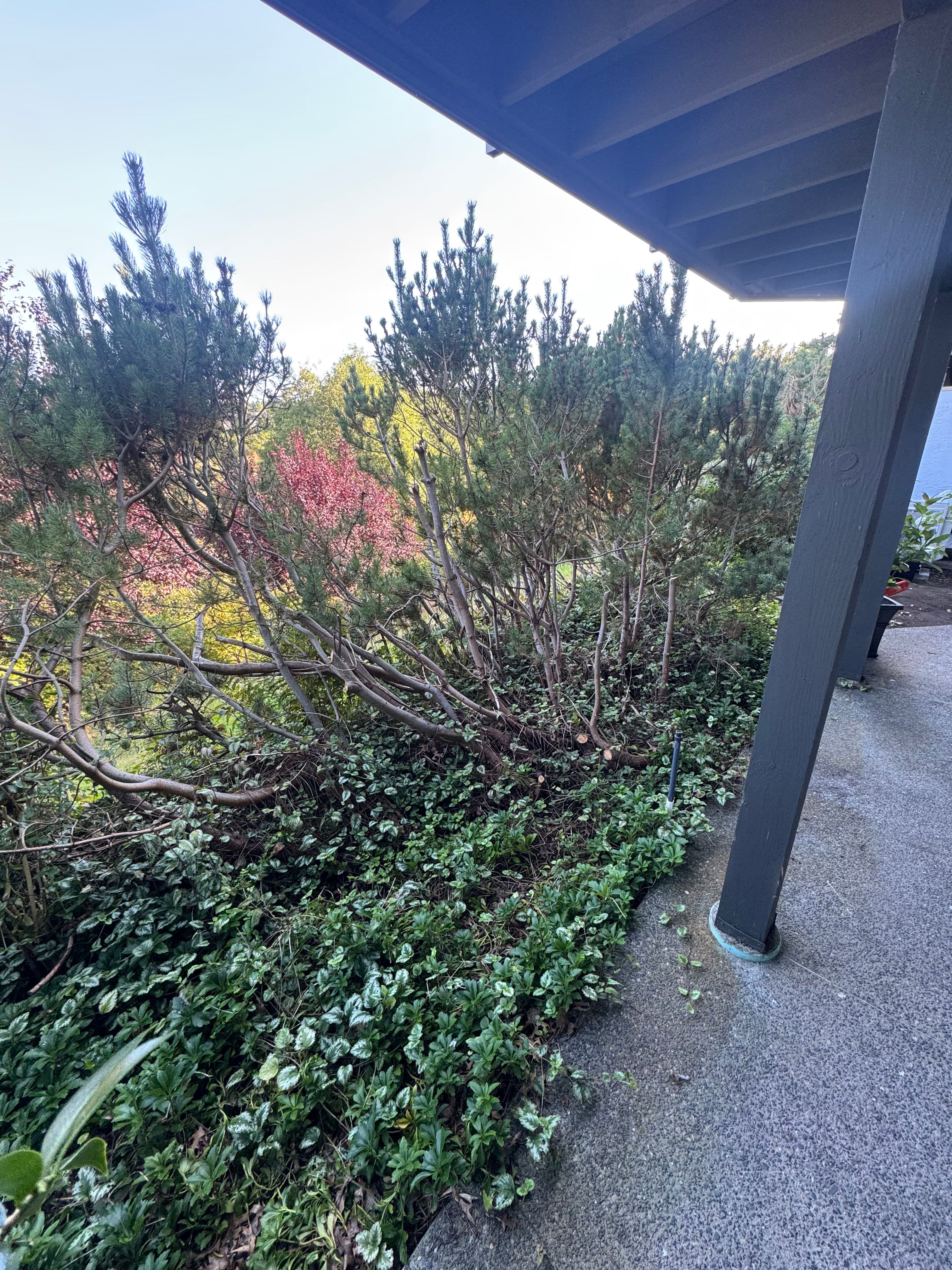 Project Overgrown Slope Cleared Down to Clean, Open Ground image