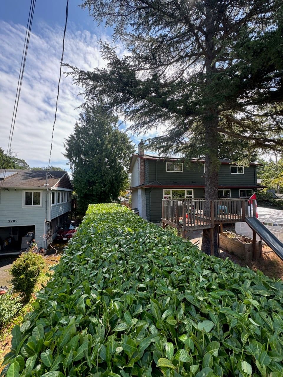 Saanich Hedge Transformation with Precise Pruning