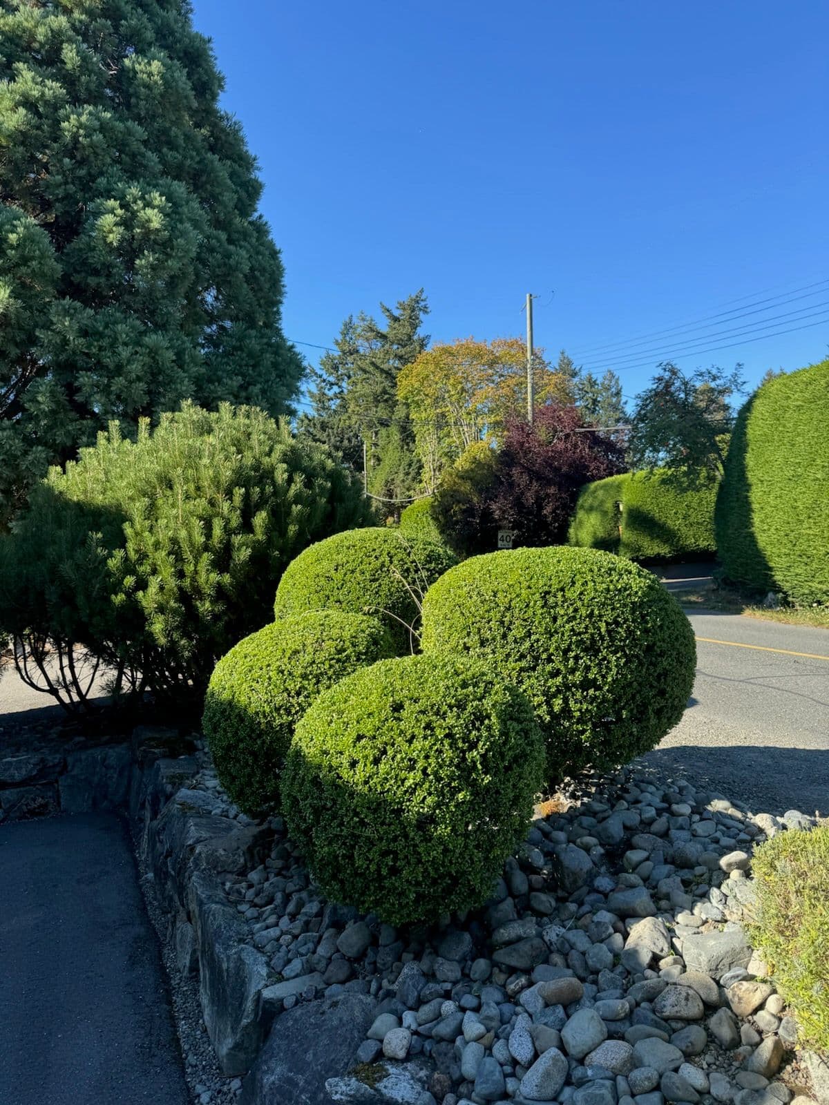 Project Stunning Garden Refresh with Tight Boxwoods image