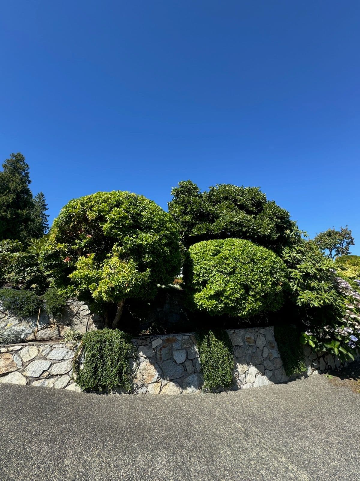 Project Achieve Backyard Bliss with Expert Summer Pruning image
