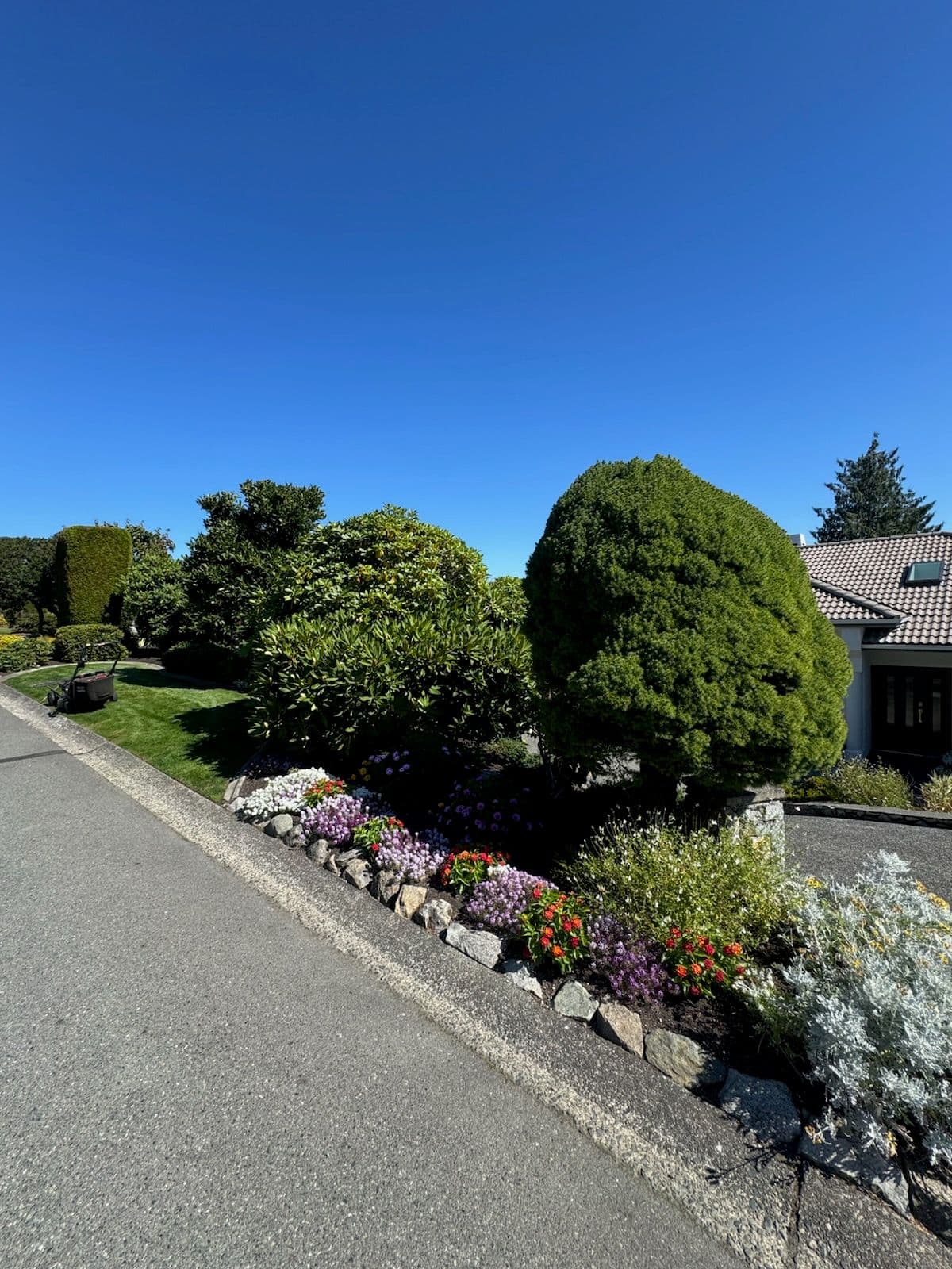 Vibrant Roadside Garden Bursting with Color image
