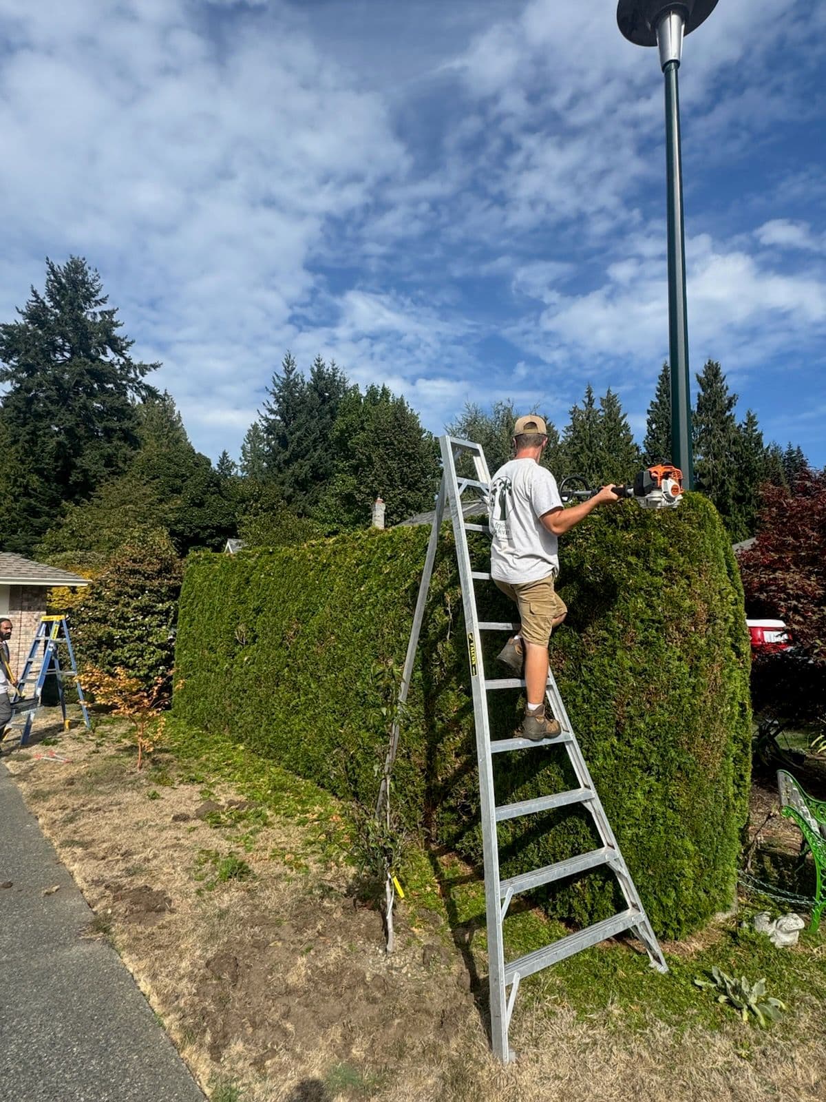Project Expert Hedge Trimming in Action image