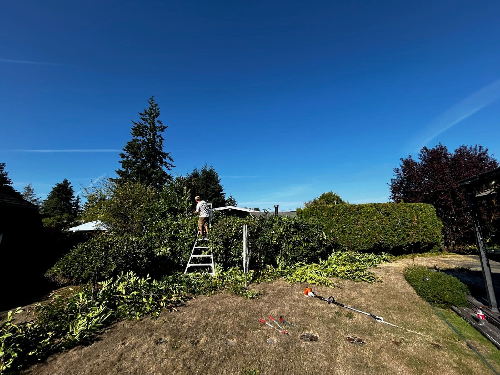 Project Our Mission to Tame Towering Hedges image