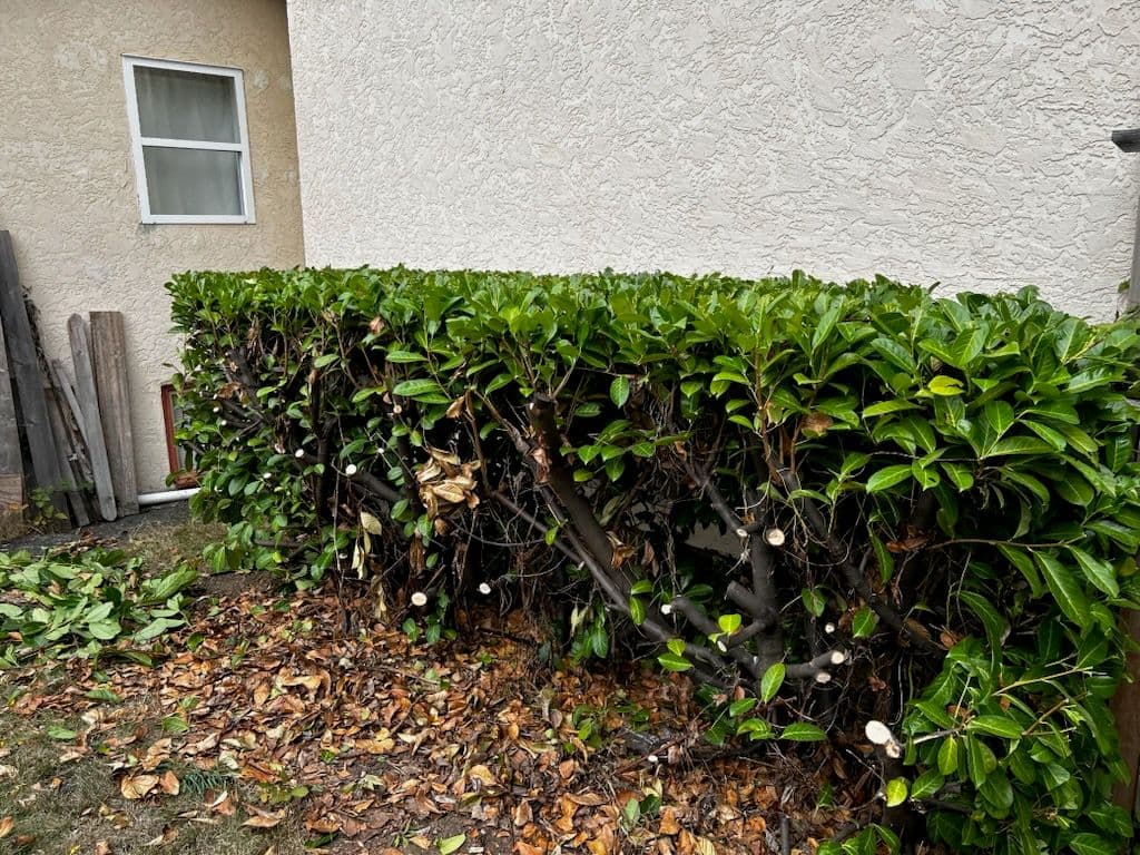Project Bringing Your Yard to Life with Expert Hedge Trimming image