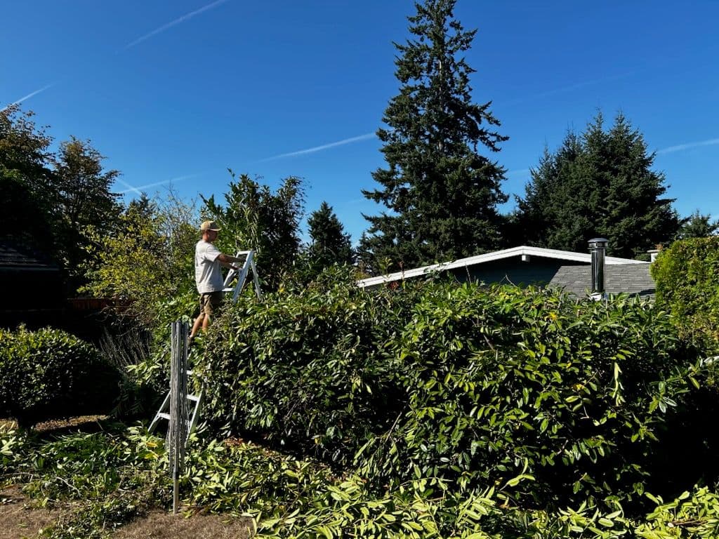 Taming the Green Monster - Stunning English Laurel Transformation