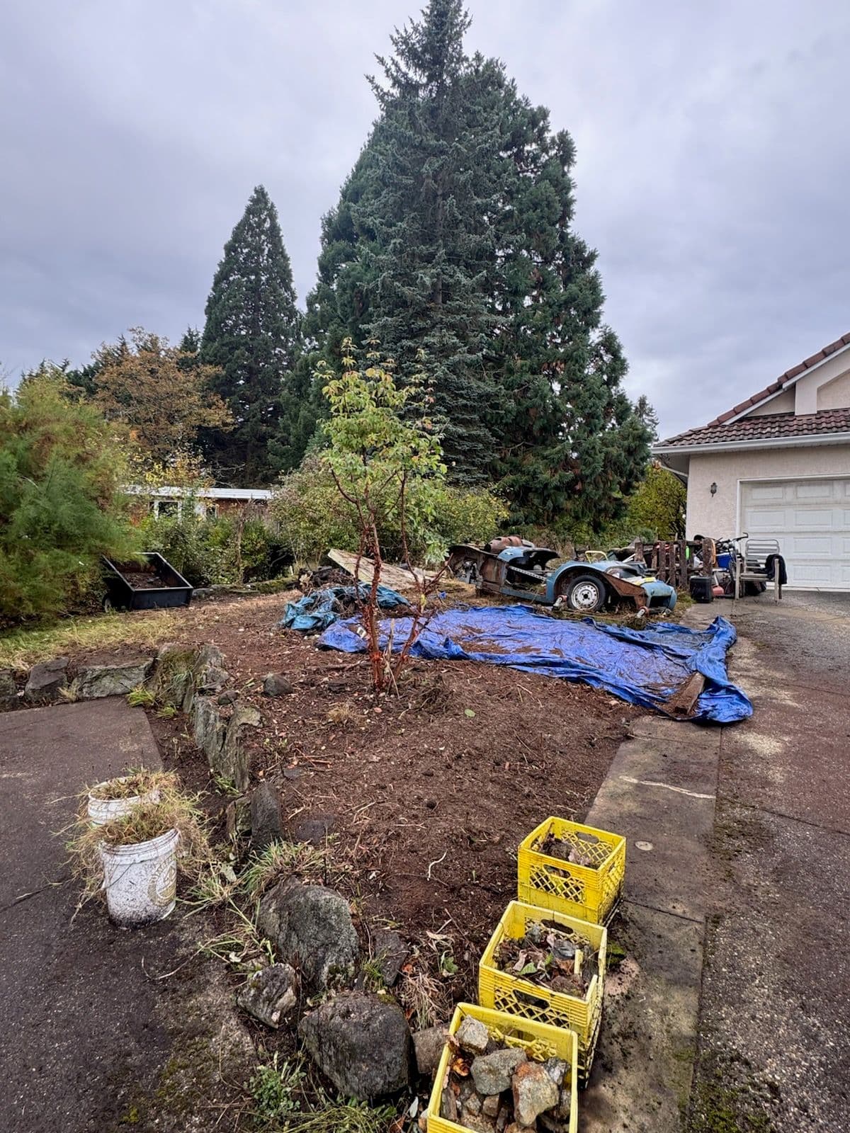 Project Tackling the Blackberry Jungle - Expert Garden Cleanup image