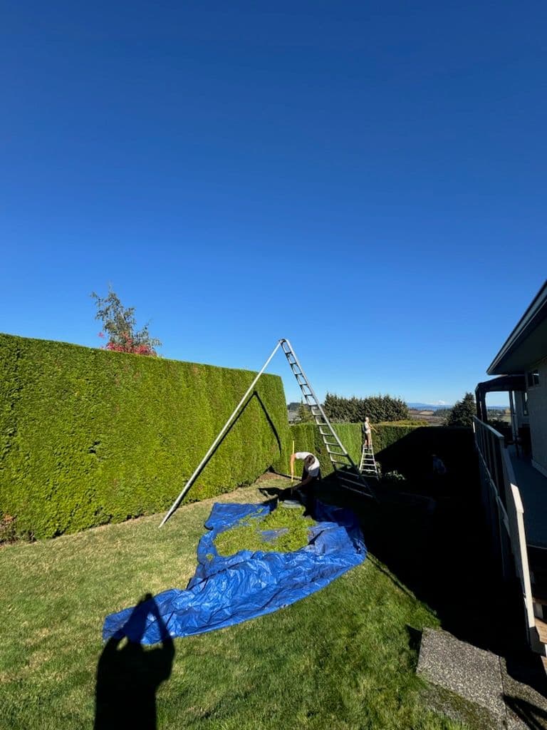 Gallery photos for Expert Hedge Trimming in Central Saanich: Image #1