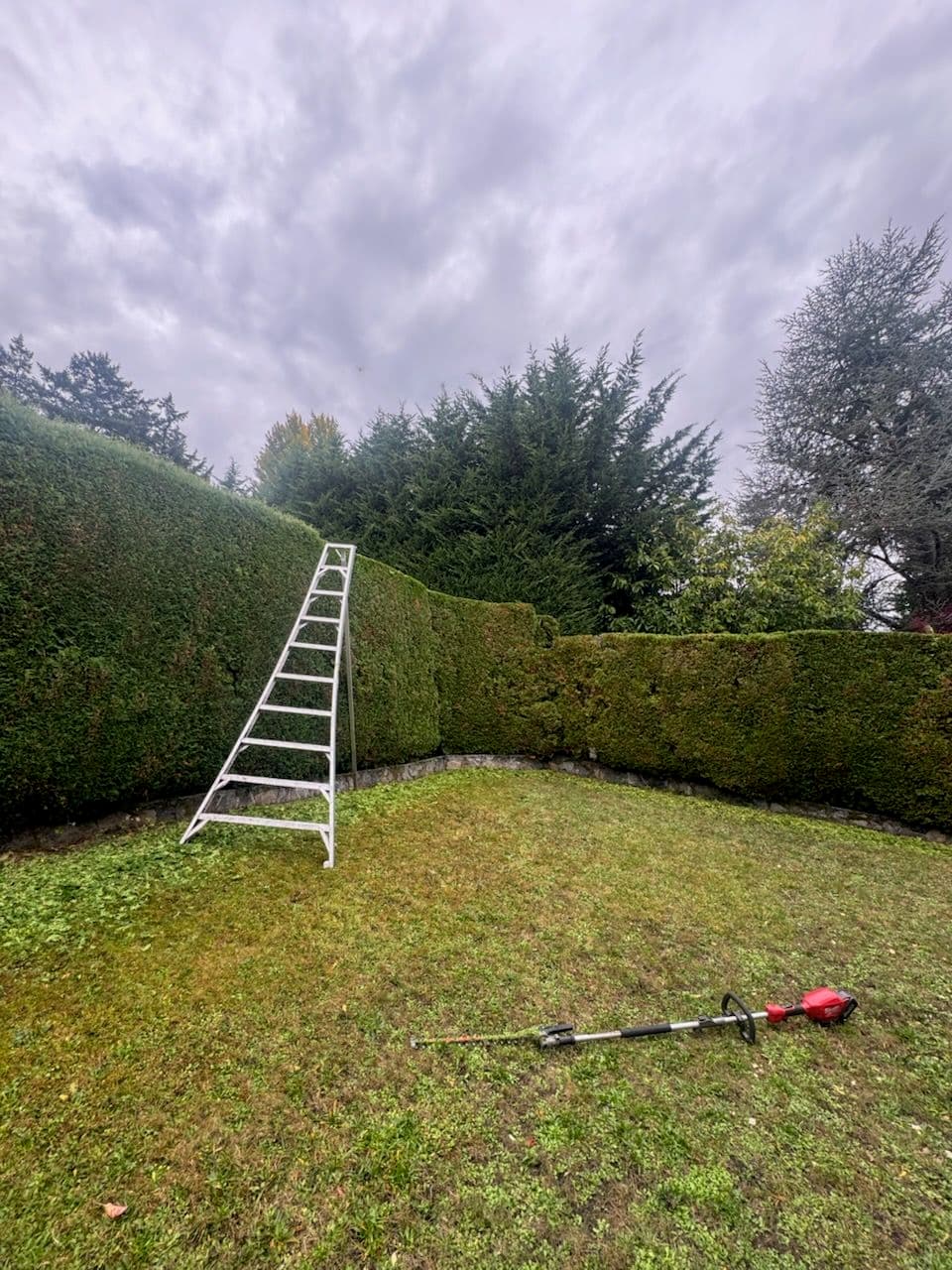 Expert Hedge Trimming Ready for Winter image