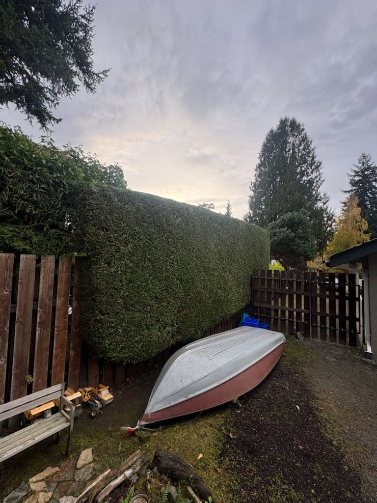 Project Expert Hedge Trimming Adds a Fresh Touch to Your Garden image