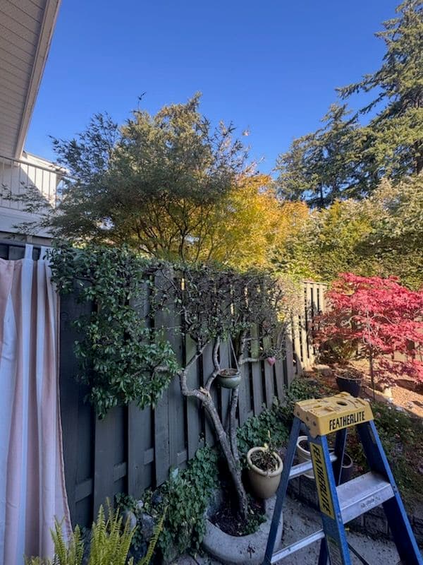 Making the Most of Your Garden with Strategic Hedge Trimming image