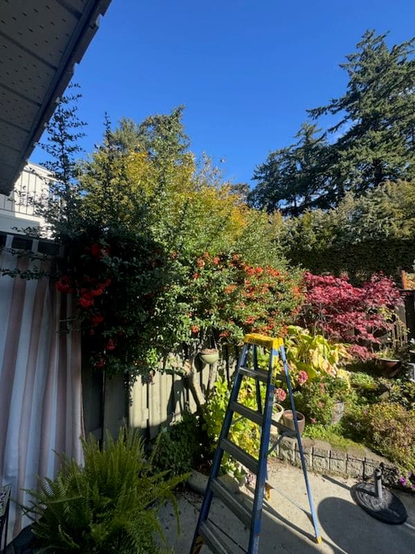 Gallery photos for Making the Most of Your Garden with Strategic Hedge Trimming: Image #1