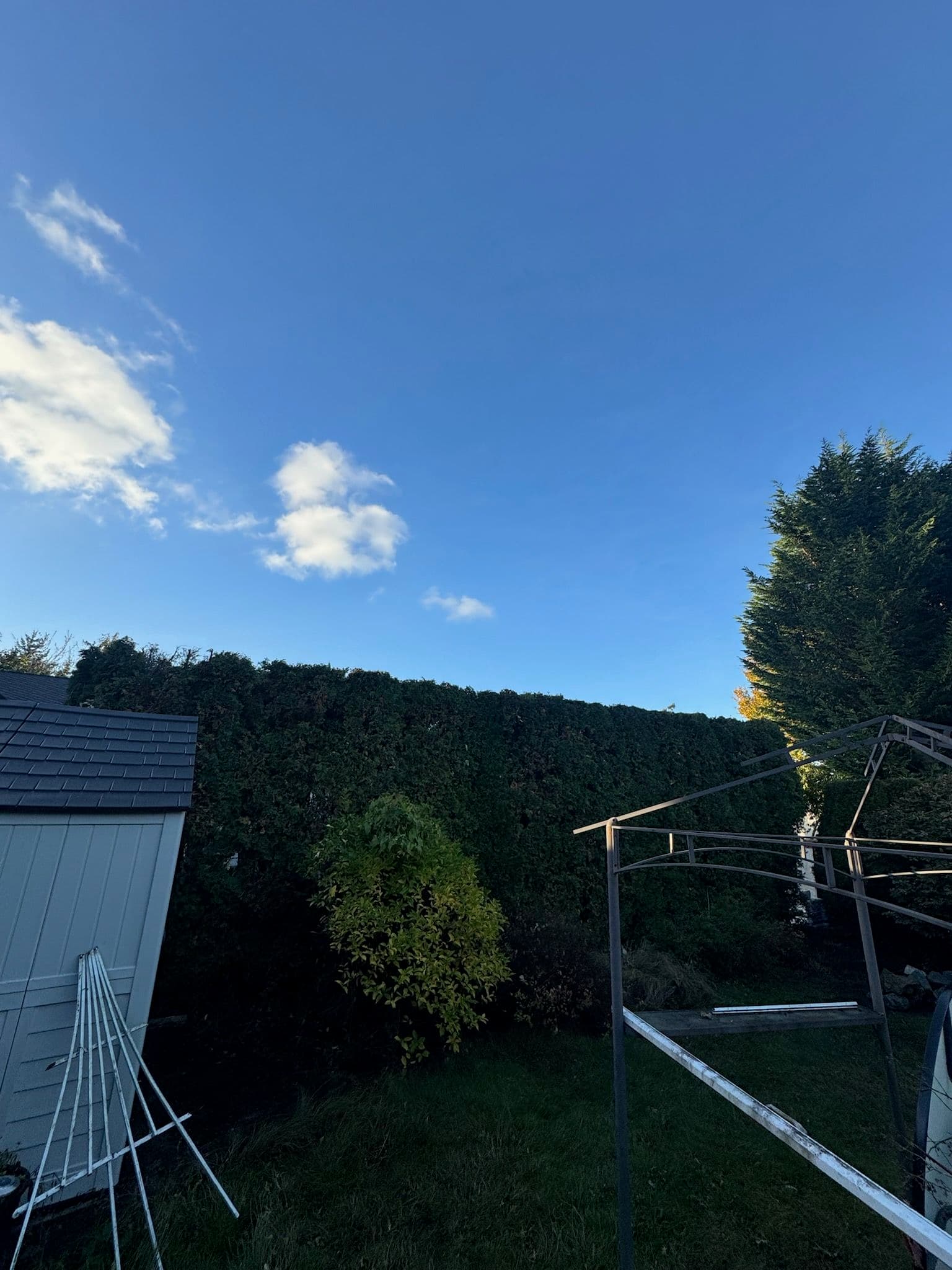 Project Expert Hedge Trimming Delight image