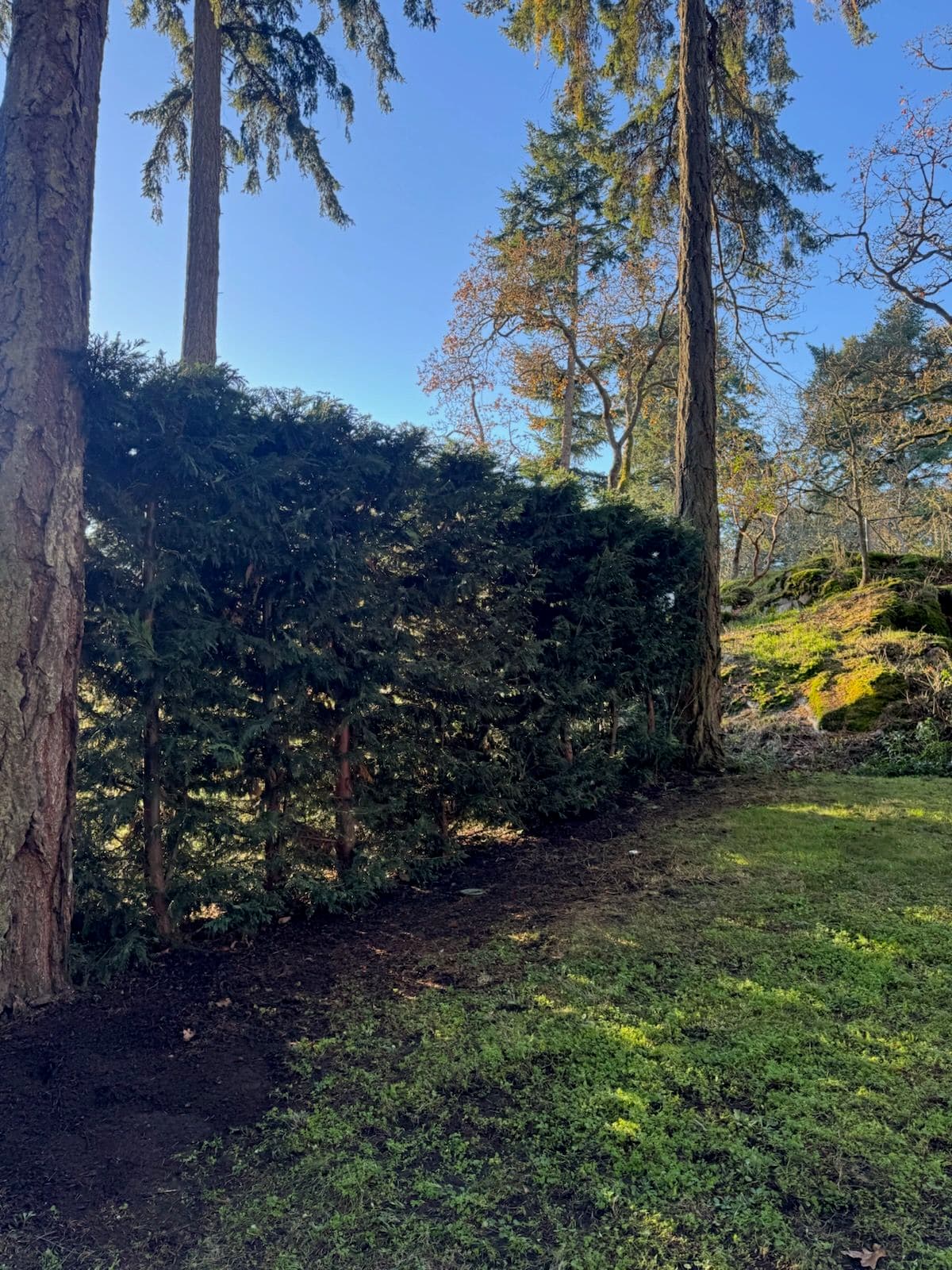 Project Creating a Beautiful Garden Retreat image