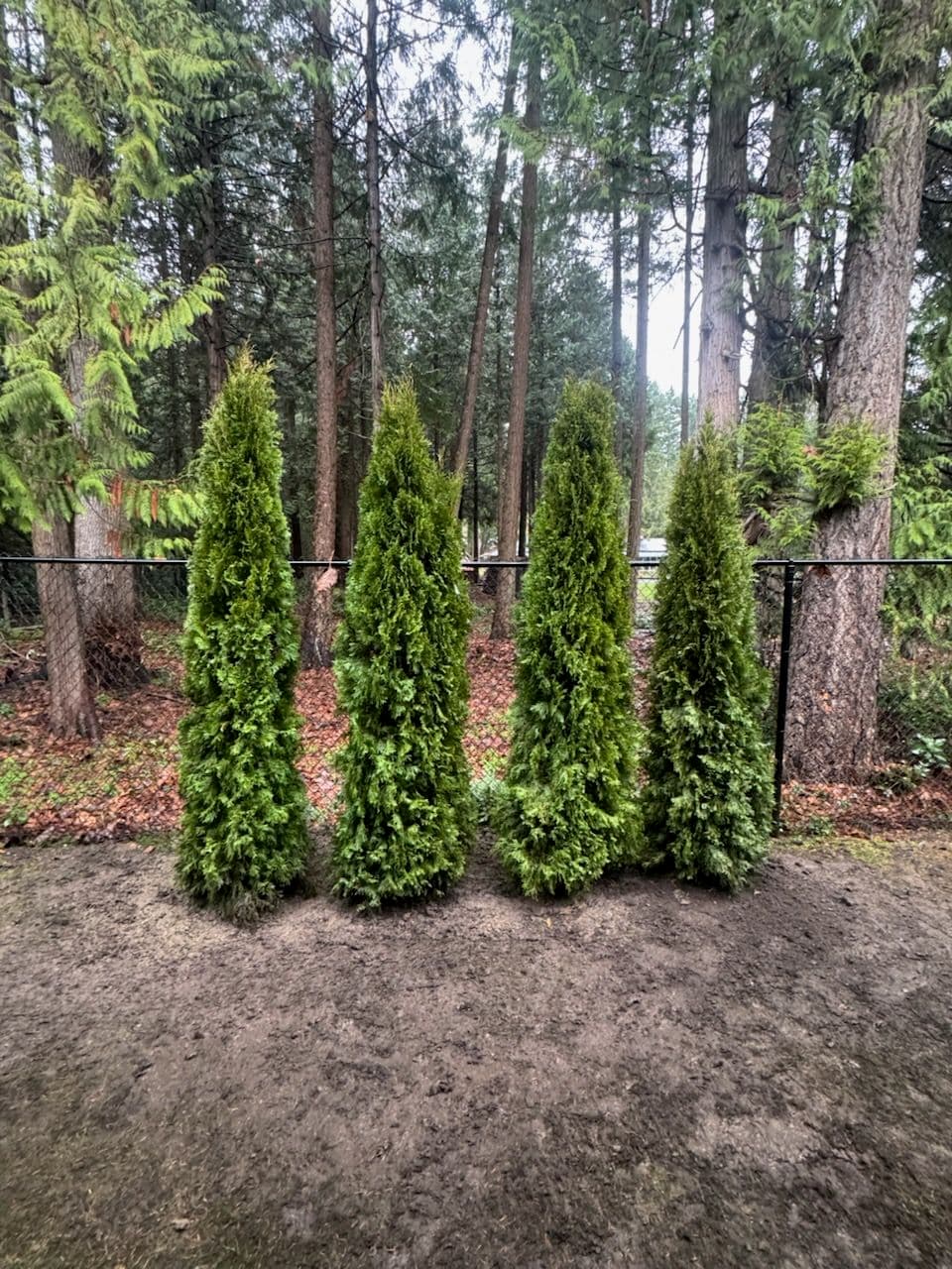 Project Creating a Natural Privacy Hedge in Saanich image