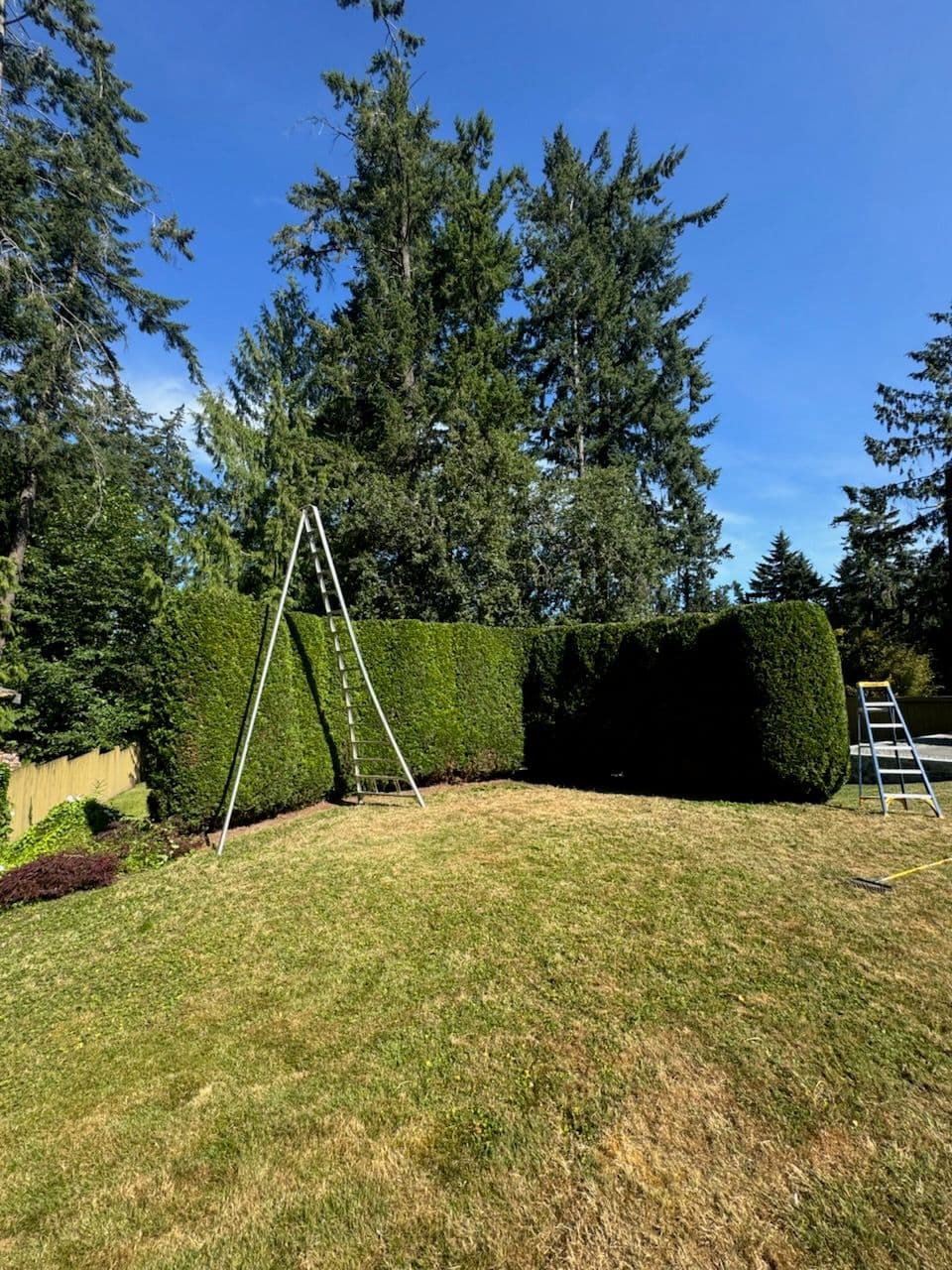 Project Transforming Overgrown Hedges into Elegant Greenery image