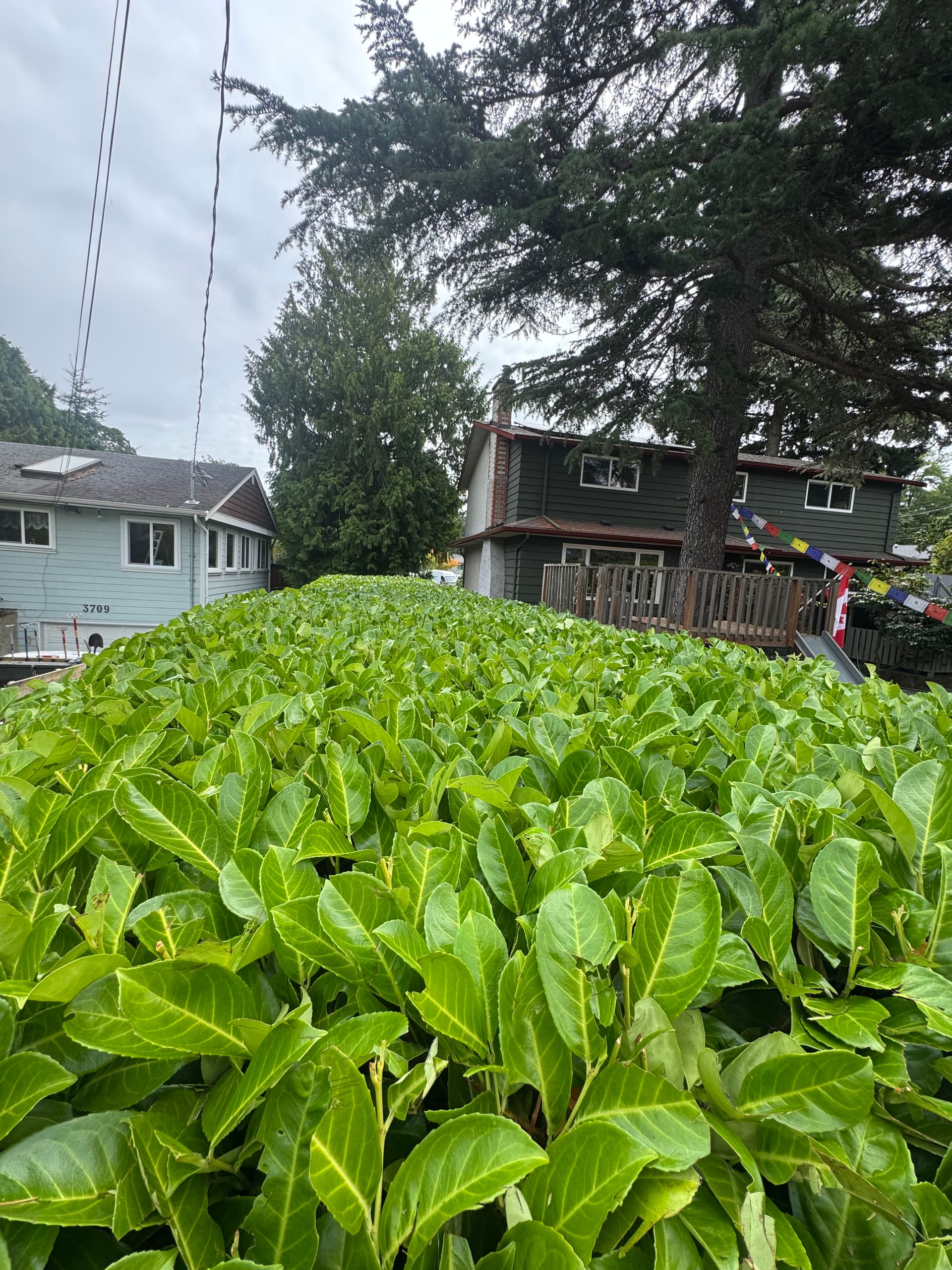 Gallery photos for Josh Is Hitting His Stride With Hedge Trimming: Image #3