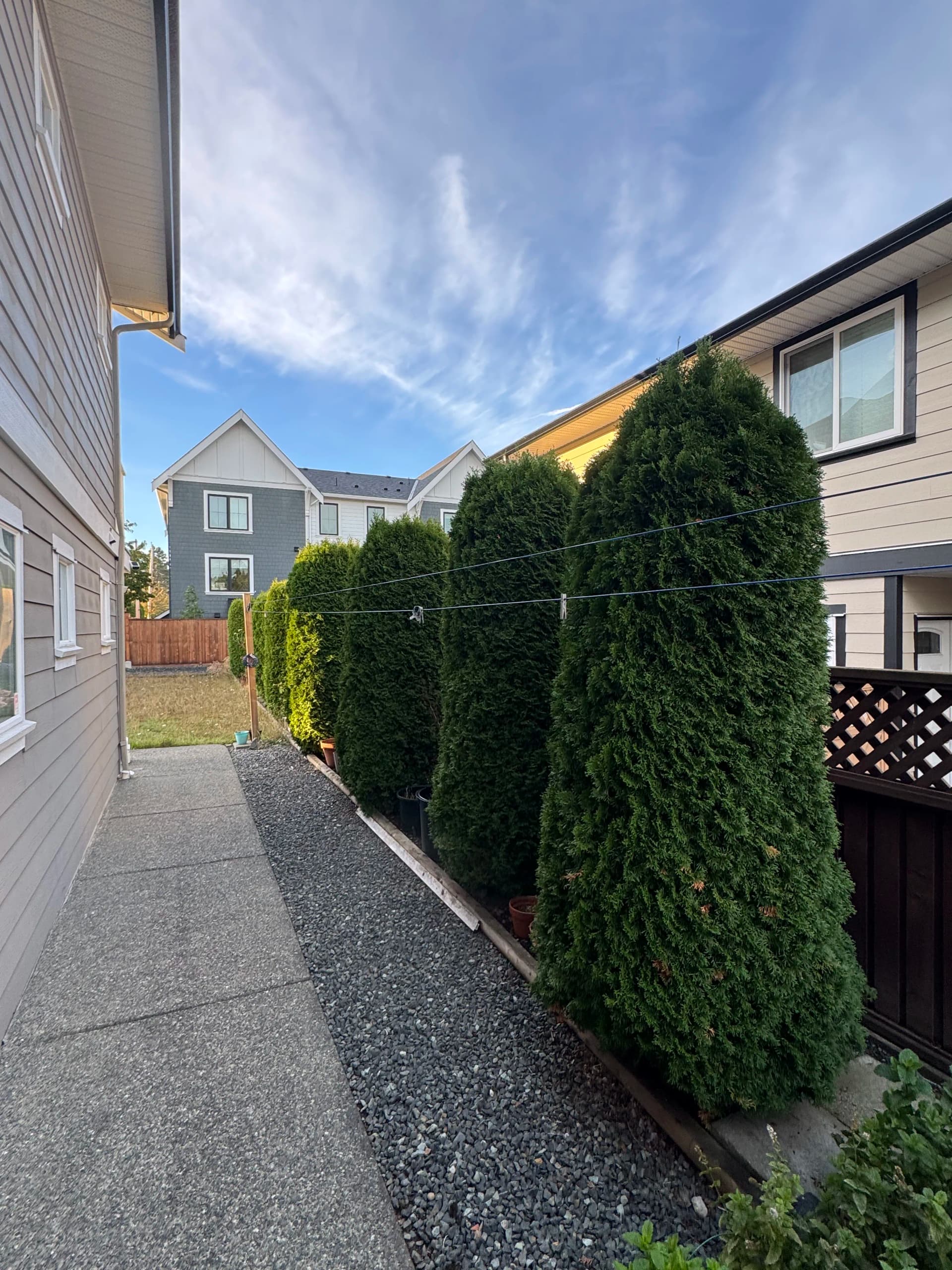 Gallery photos for Overgrown Cedars Got a Serious Height Correction: Image #1