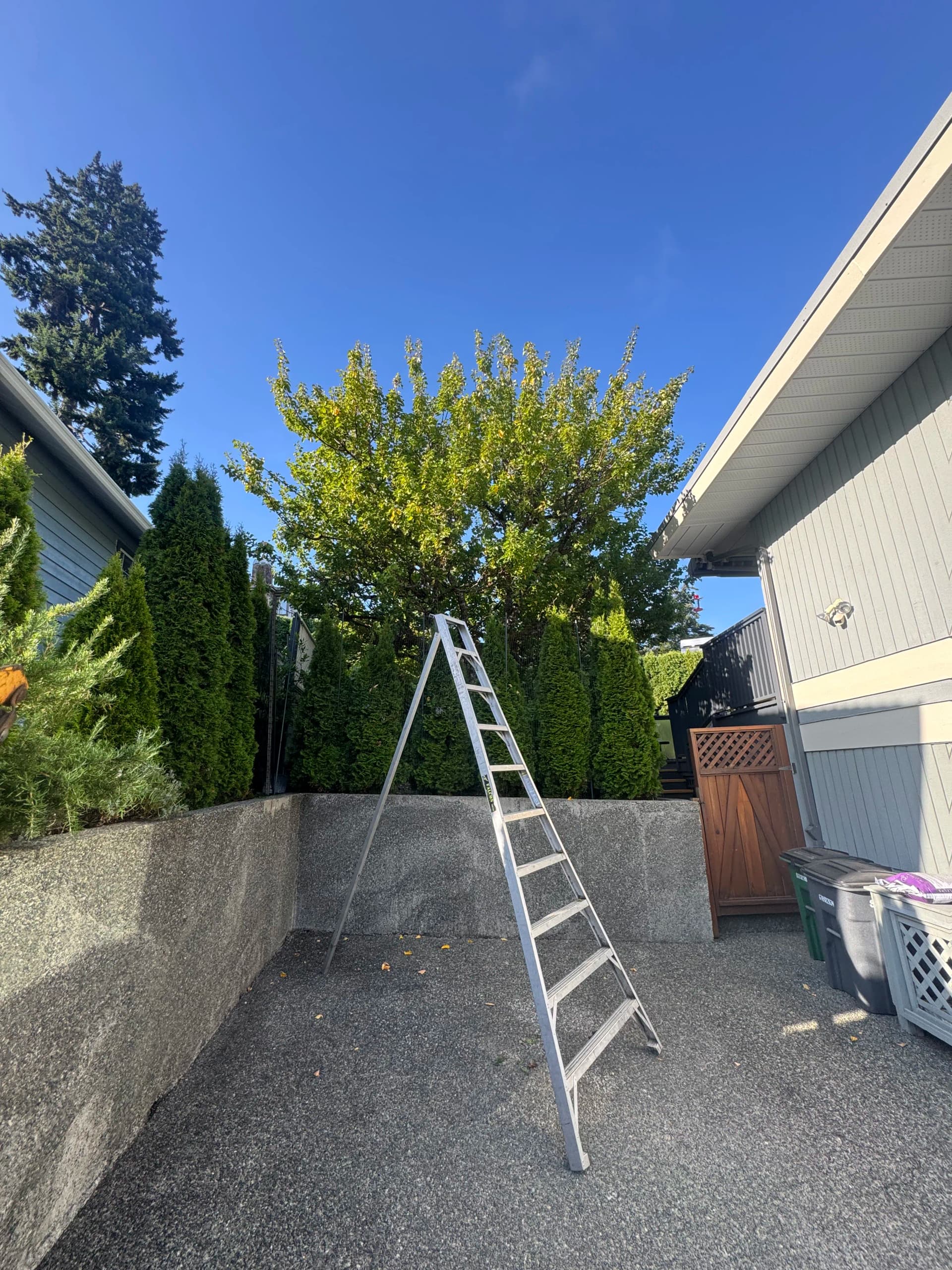 Gallery photos for Cherry Tree Cleanup That Made the Whole Yard Pop: Image #1