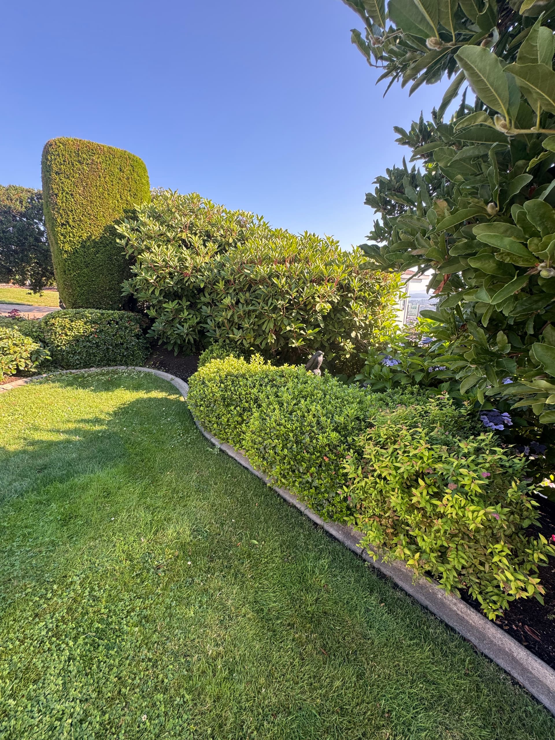 Gallery photos for Mid-Summer Hedge Tidy-Up That Keeps Your Garden Under Control: Image #1