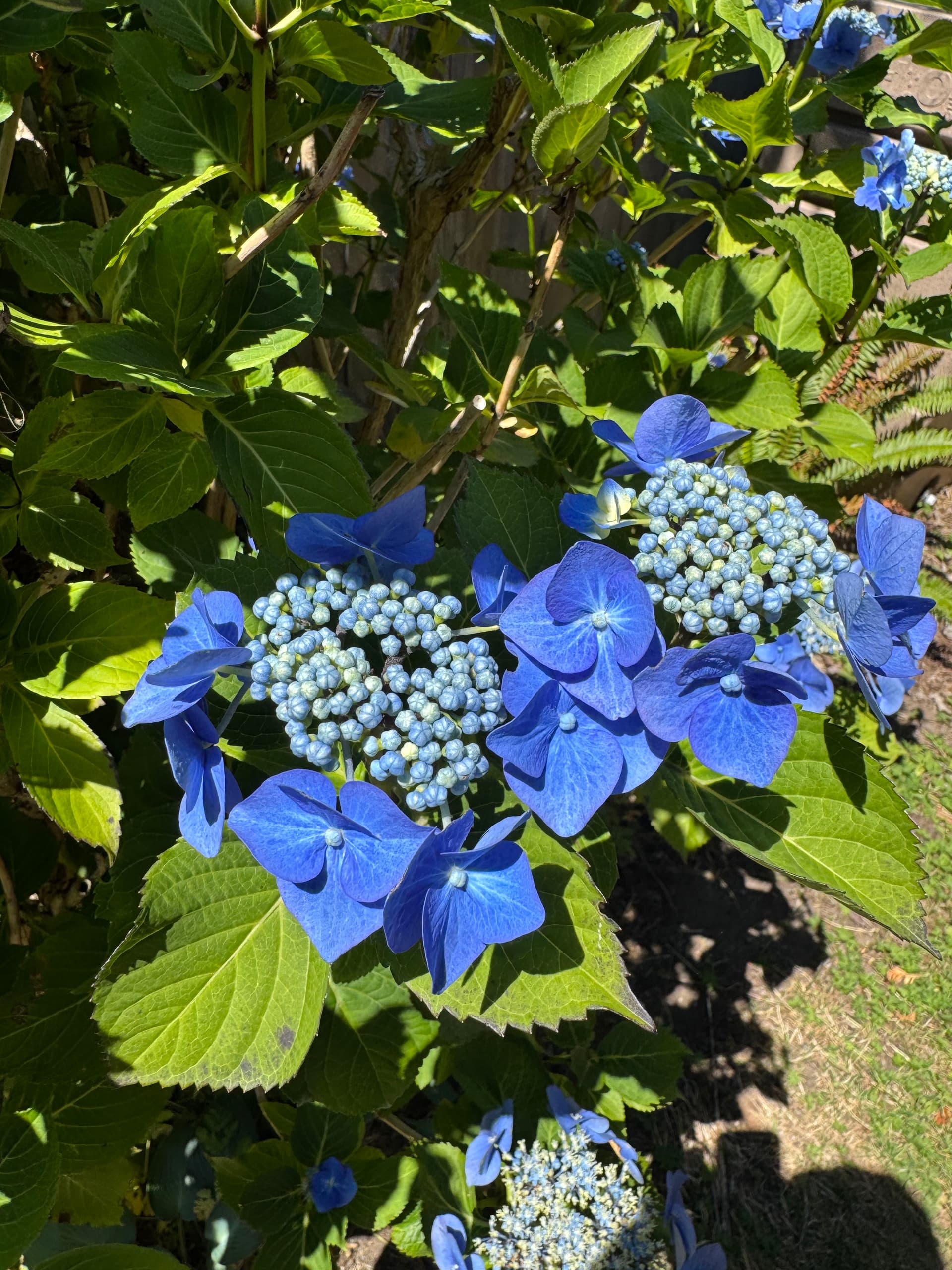 Gallery photos for Why Hydrangeas Are a Garden Game-Changer: Image #1