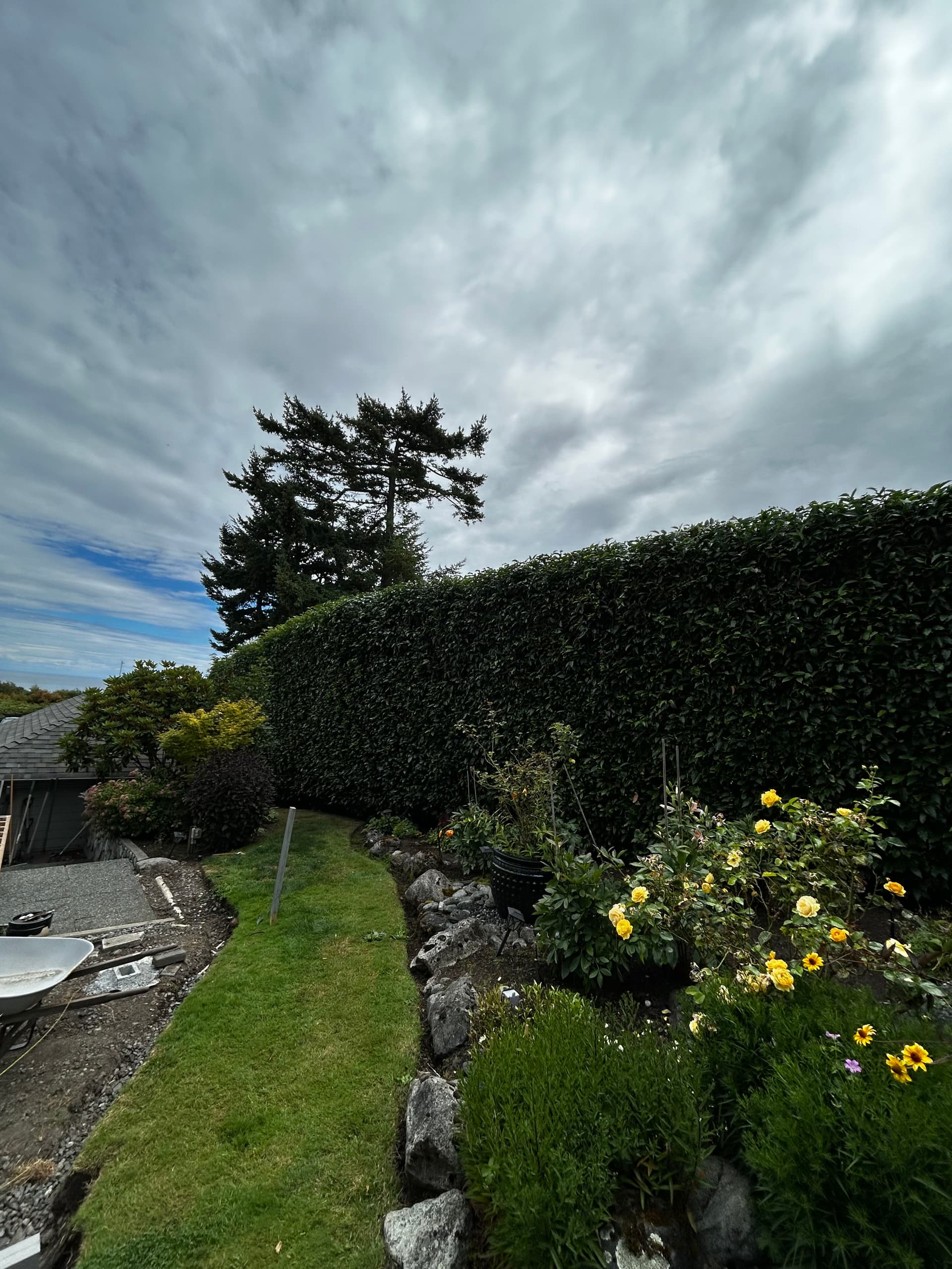 Gallery photos for Tall Hedge Trimming Done Right - Sharp, Clean and Back Under Control: Image #2