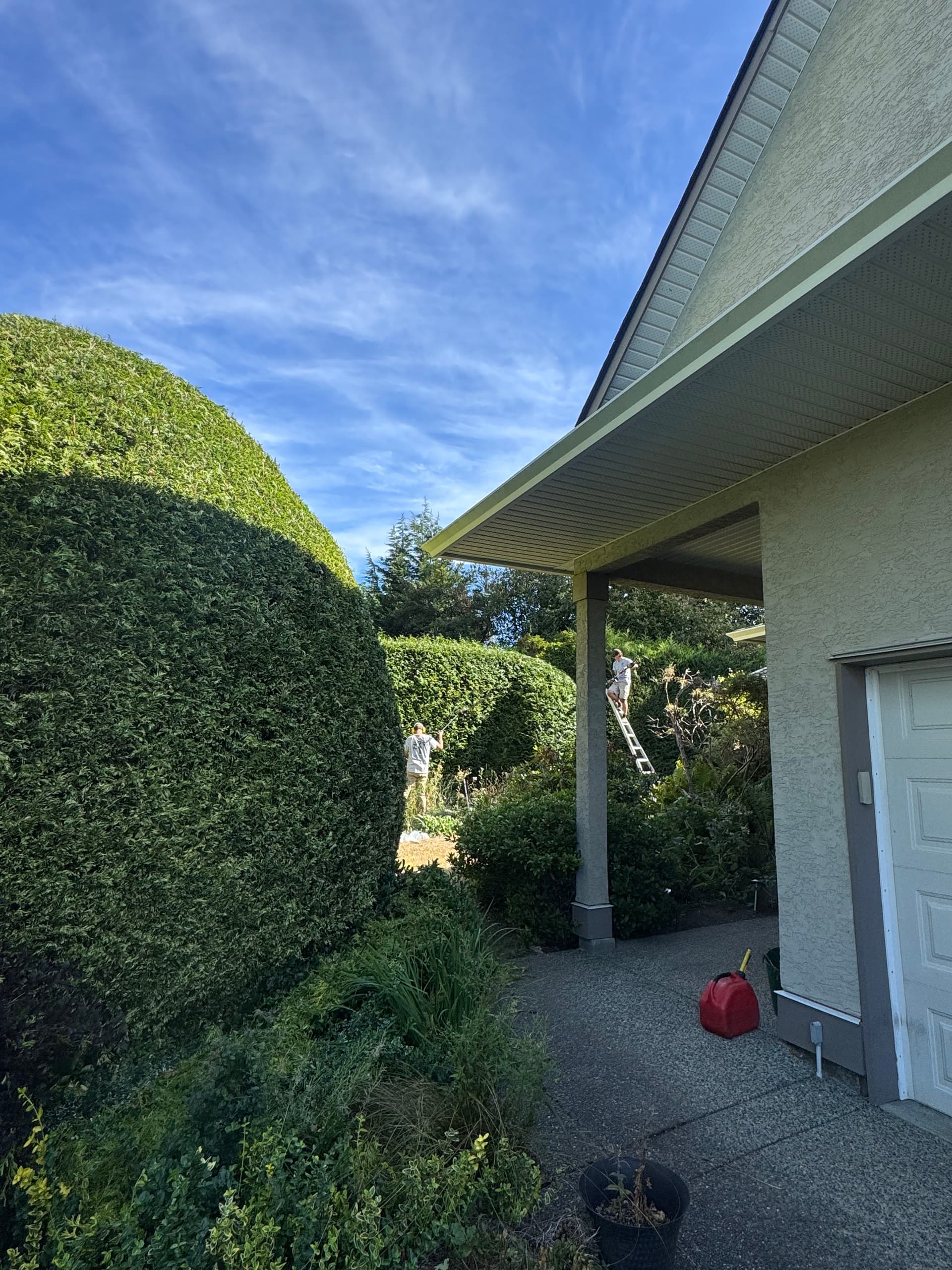 Taming Overgrown Hedges Before They Become a Real Problem image
