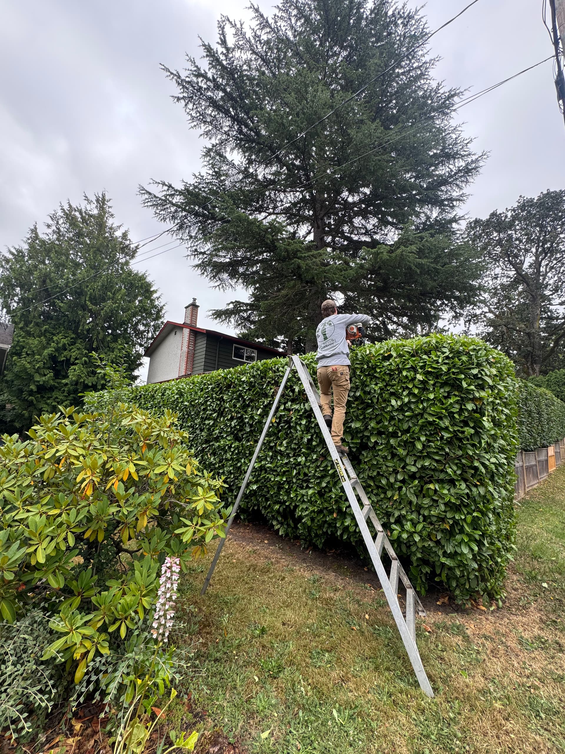Gallery photos for Josh Is Hitting His Stride With Hedge Trimming: Image #1