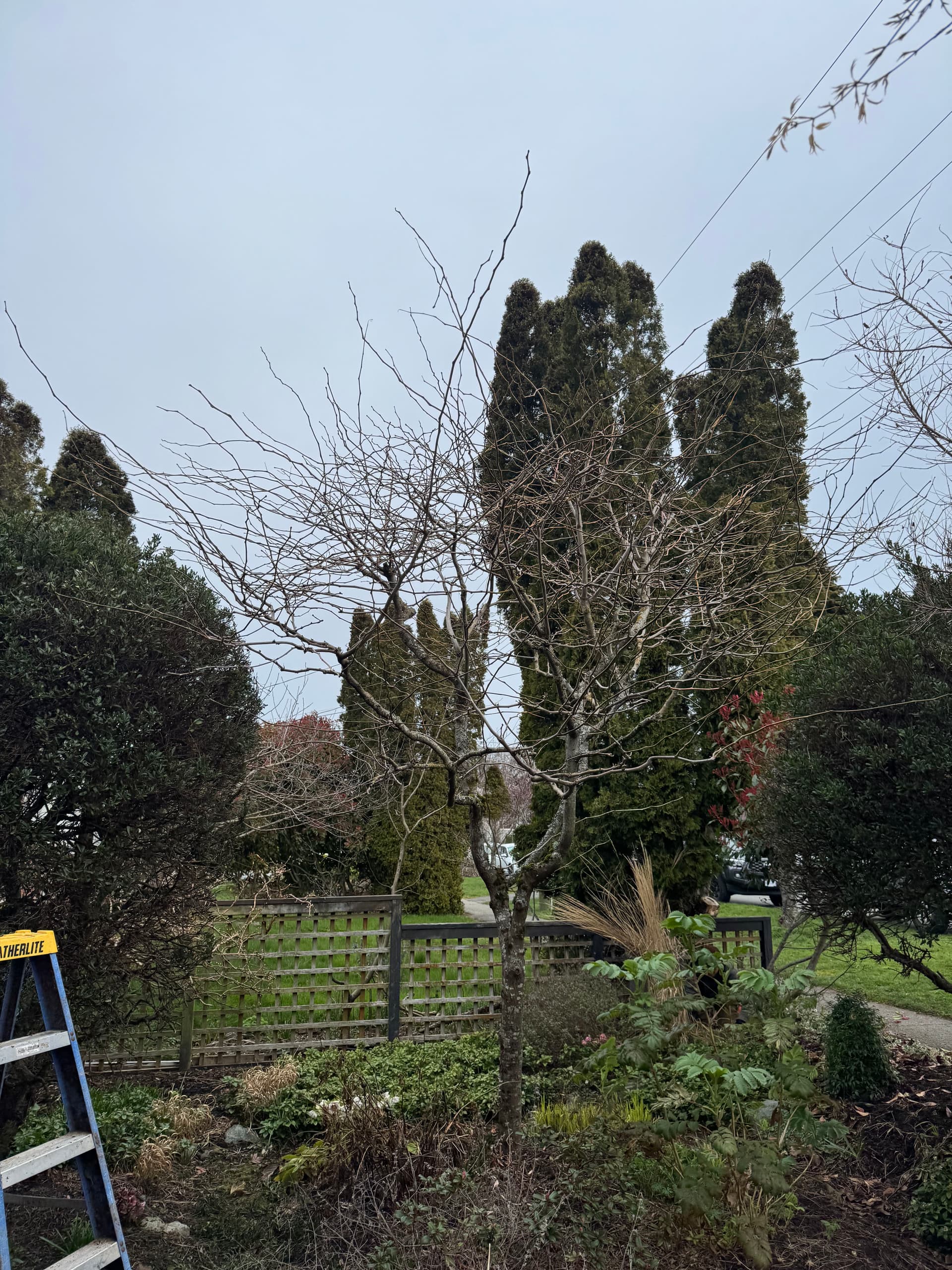 The Friendly Gardener's Seasonal Tree Trim image