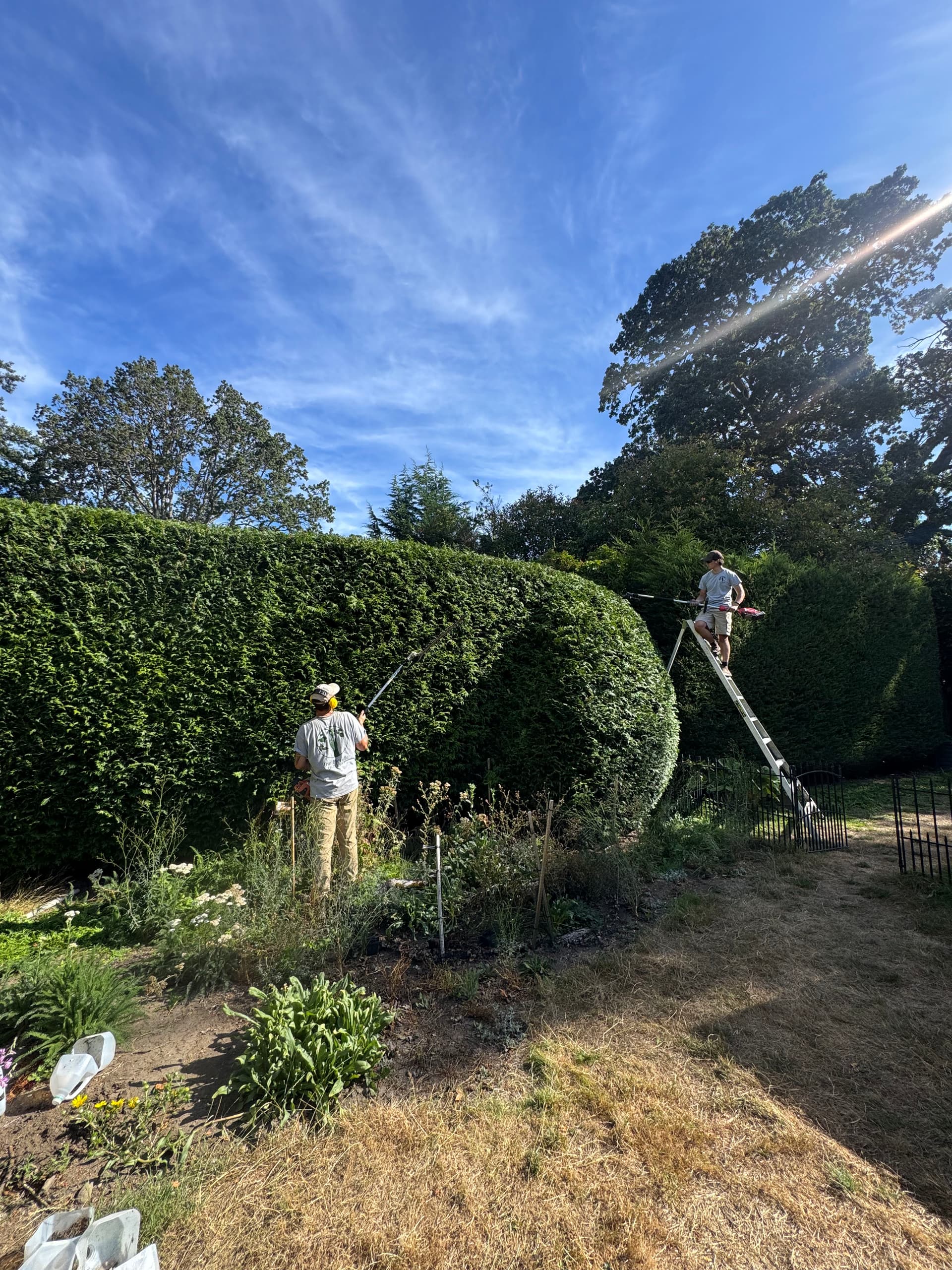 Gallery photos for Taming Overgrown Hedges Before They Become a Real Problem: Image #1