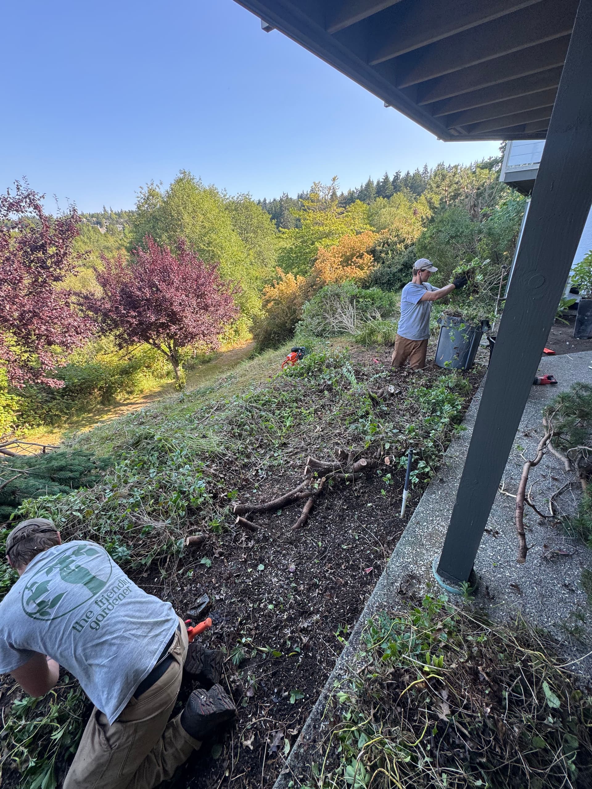 Gallery photos for Overgrown Slope Cleared Down to Clean, Open Ground: Image #1