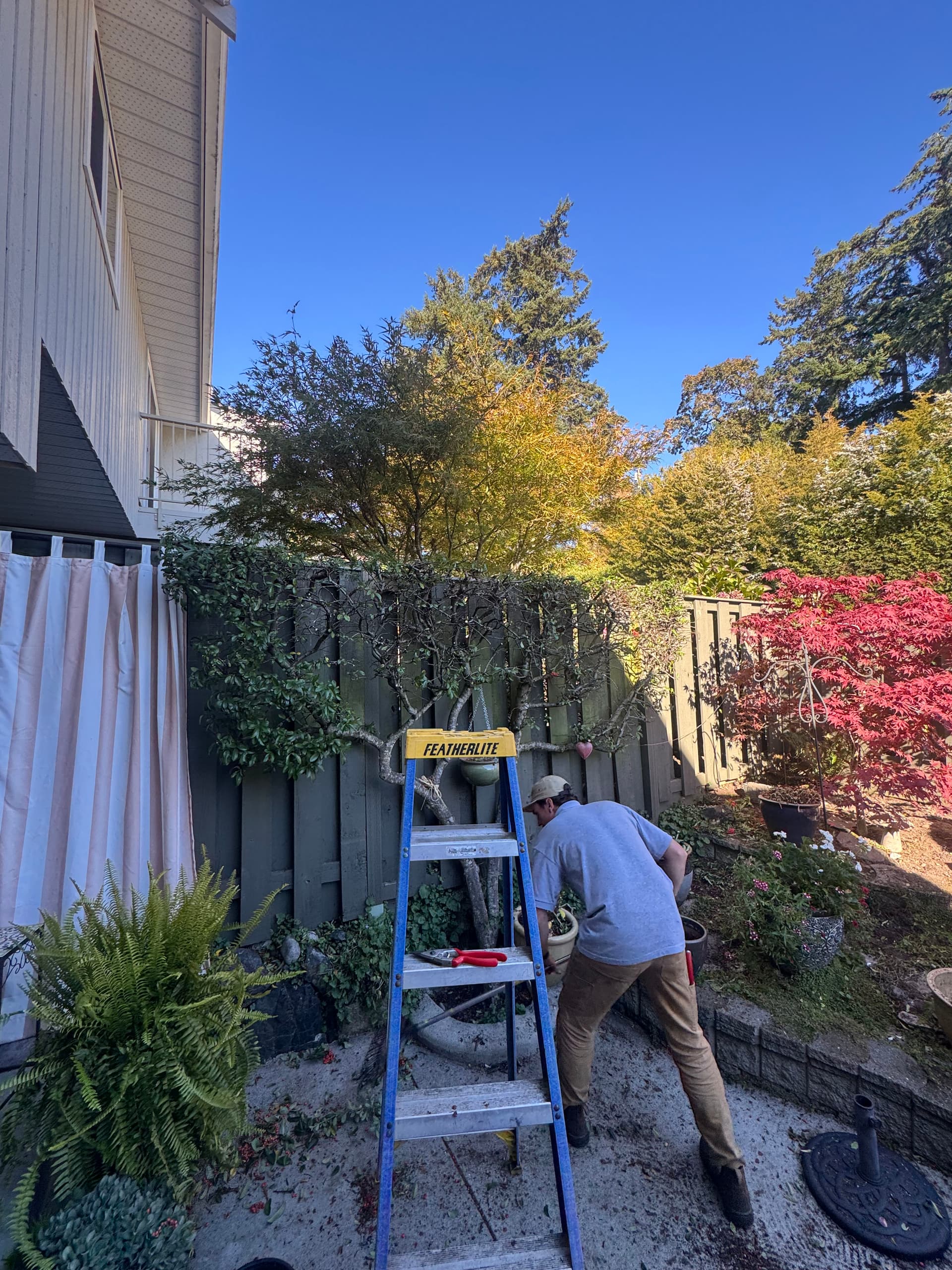 Gallery photos for Patio Expansion with Precision Pruning: Image #1