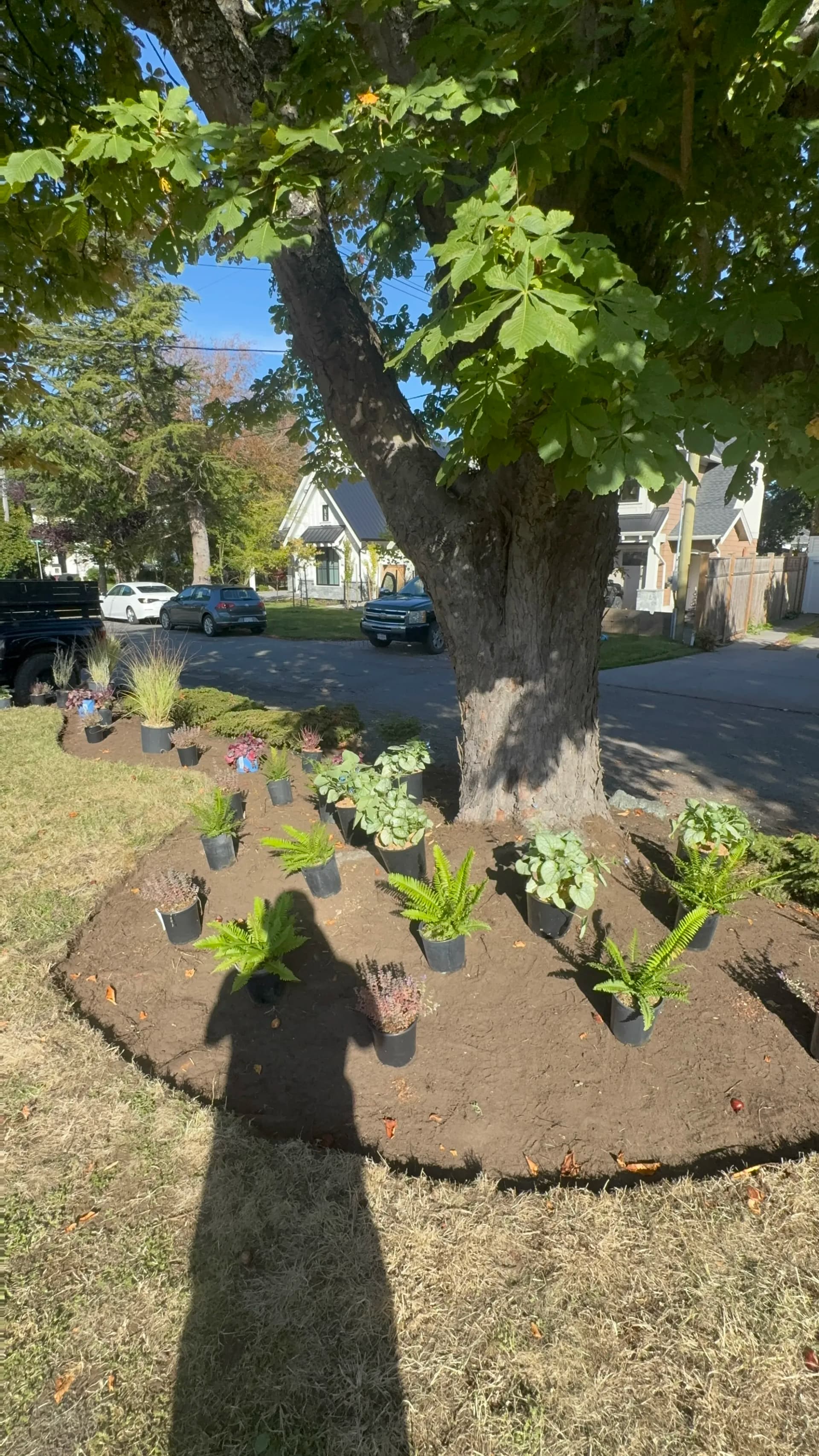 Gallery photos for Front Yard Garden Bed Installation Around a Mature Tree: Image #2