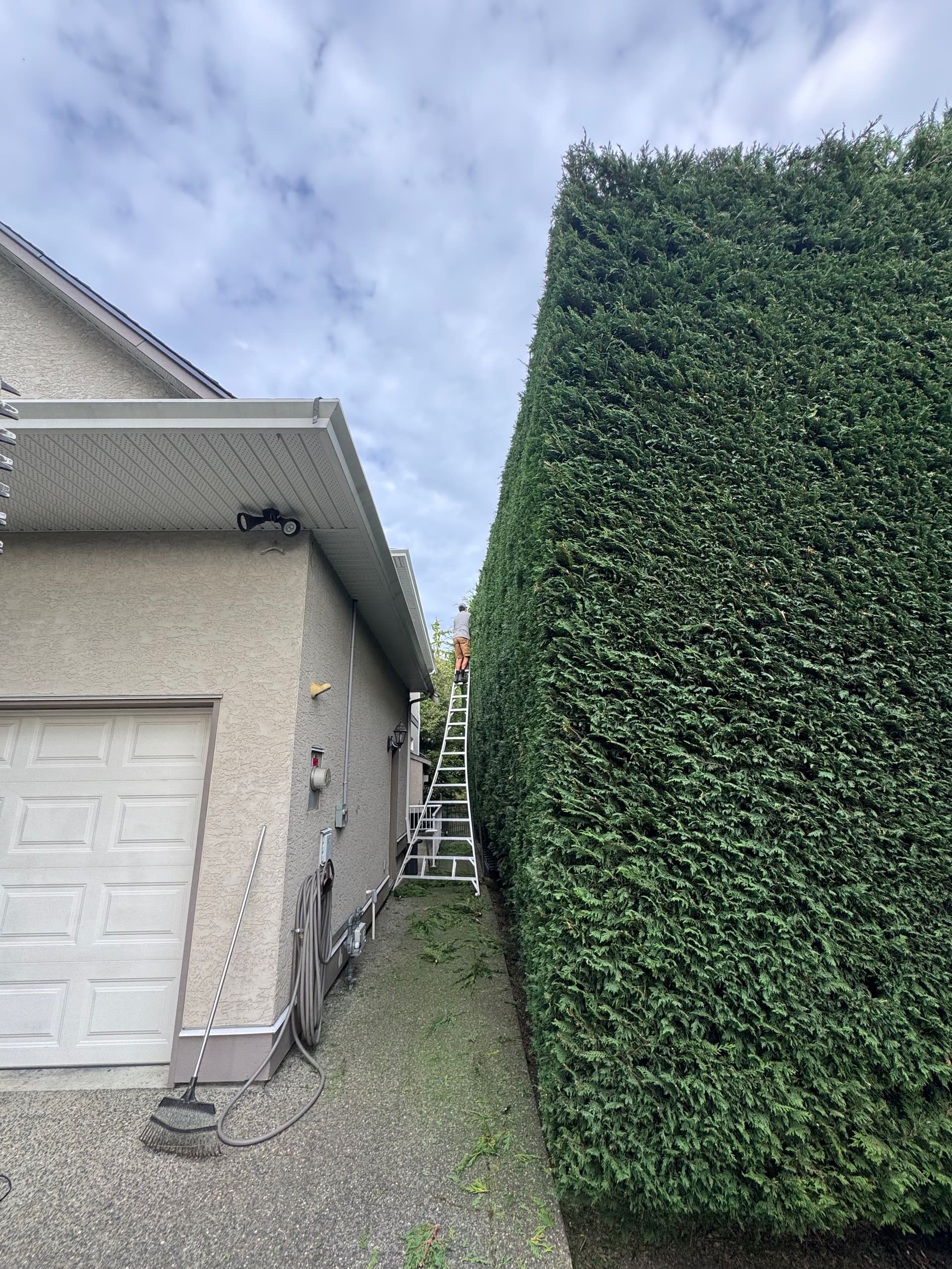Gallery photos for Tall Hedge Trimming That Most People Won't Touch: Image #4