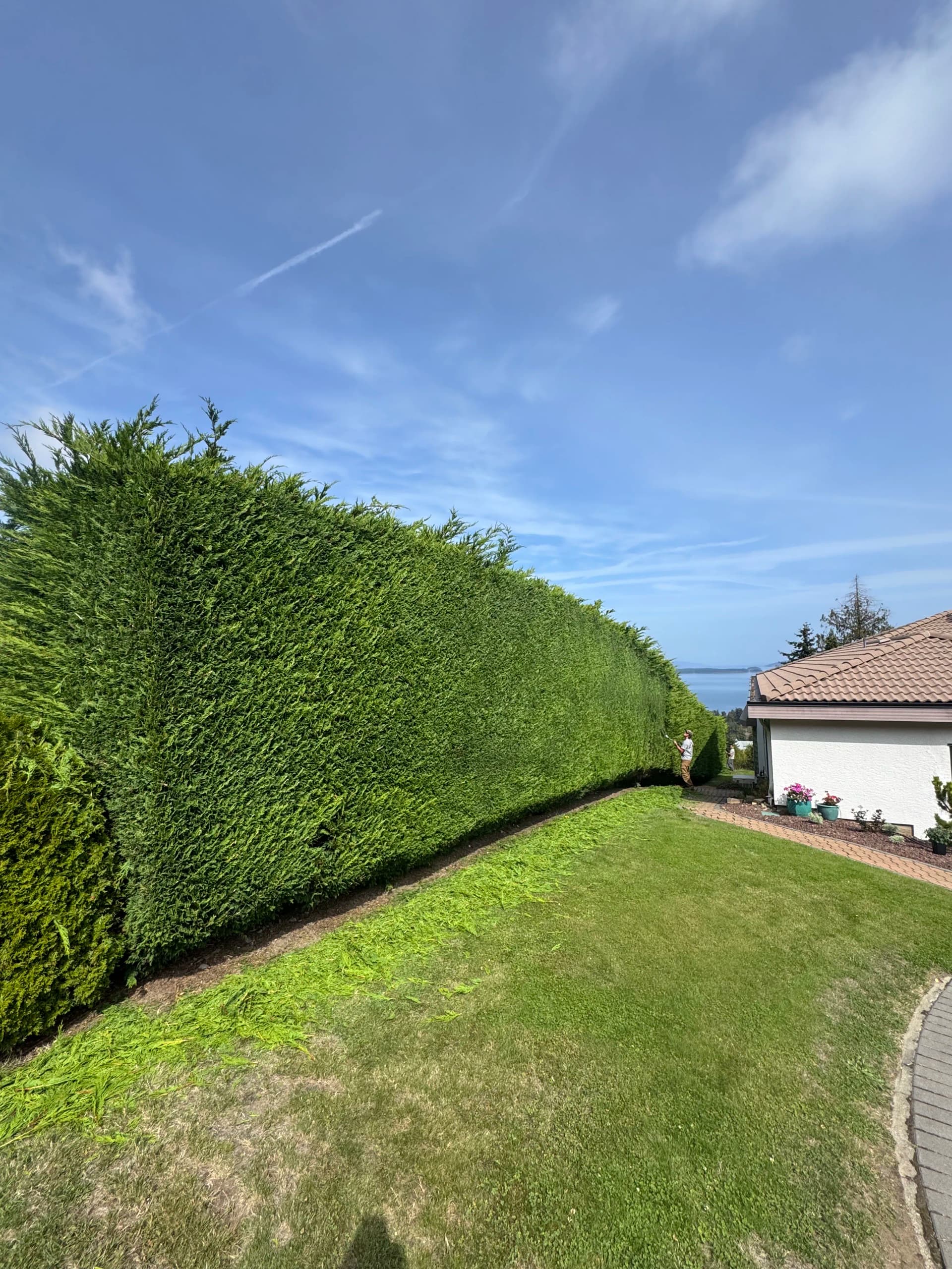 Gallery photos for Josh and Isaiah Tackle a Towering Cedar Hedge: Image #3