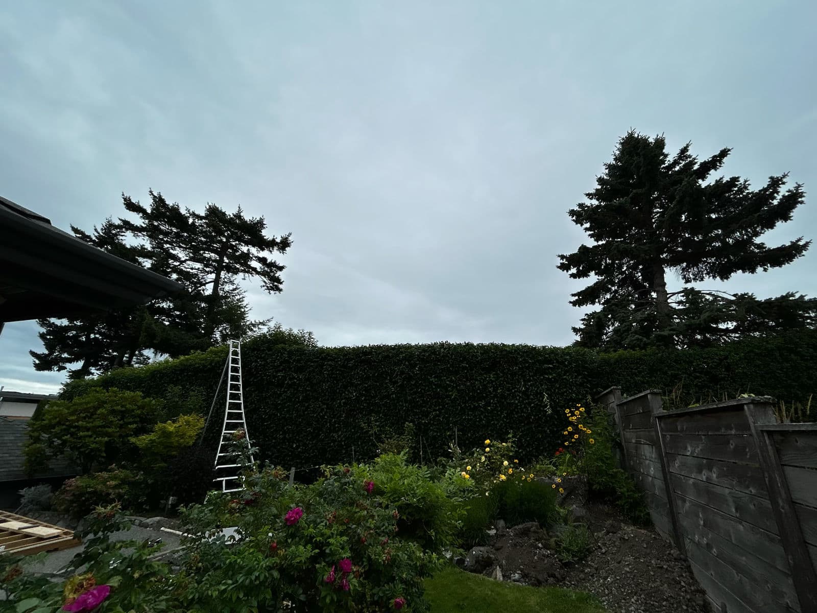 Tall Hedge Trimming Done Right - Sharp, Clean and Back Under Control image