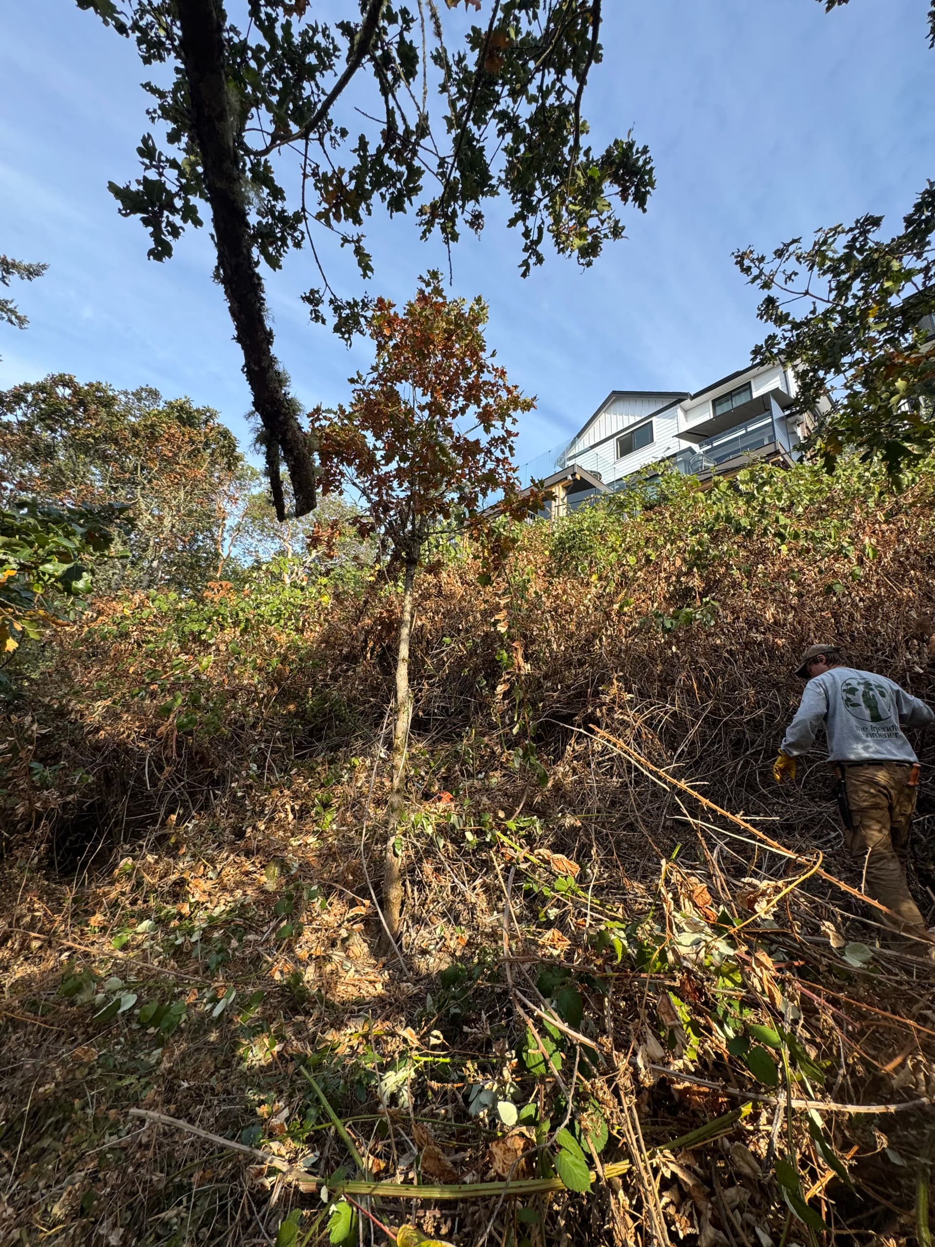 Gallery photos for Hillside Blackberry Removal That Actually Gets the Job Done: Image #1
