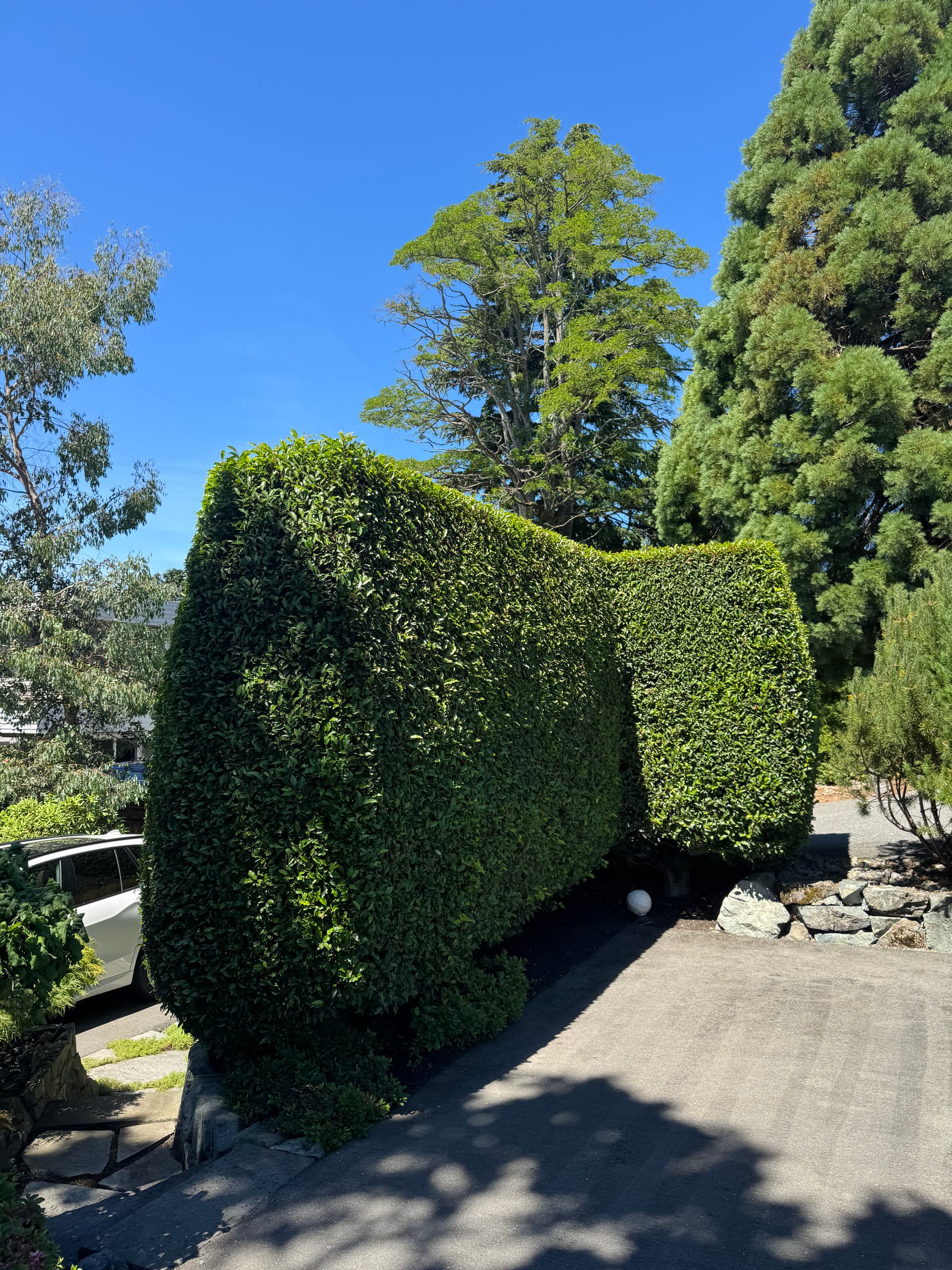 Laurel Hedge Trimming Done Right This Summer image