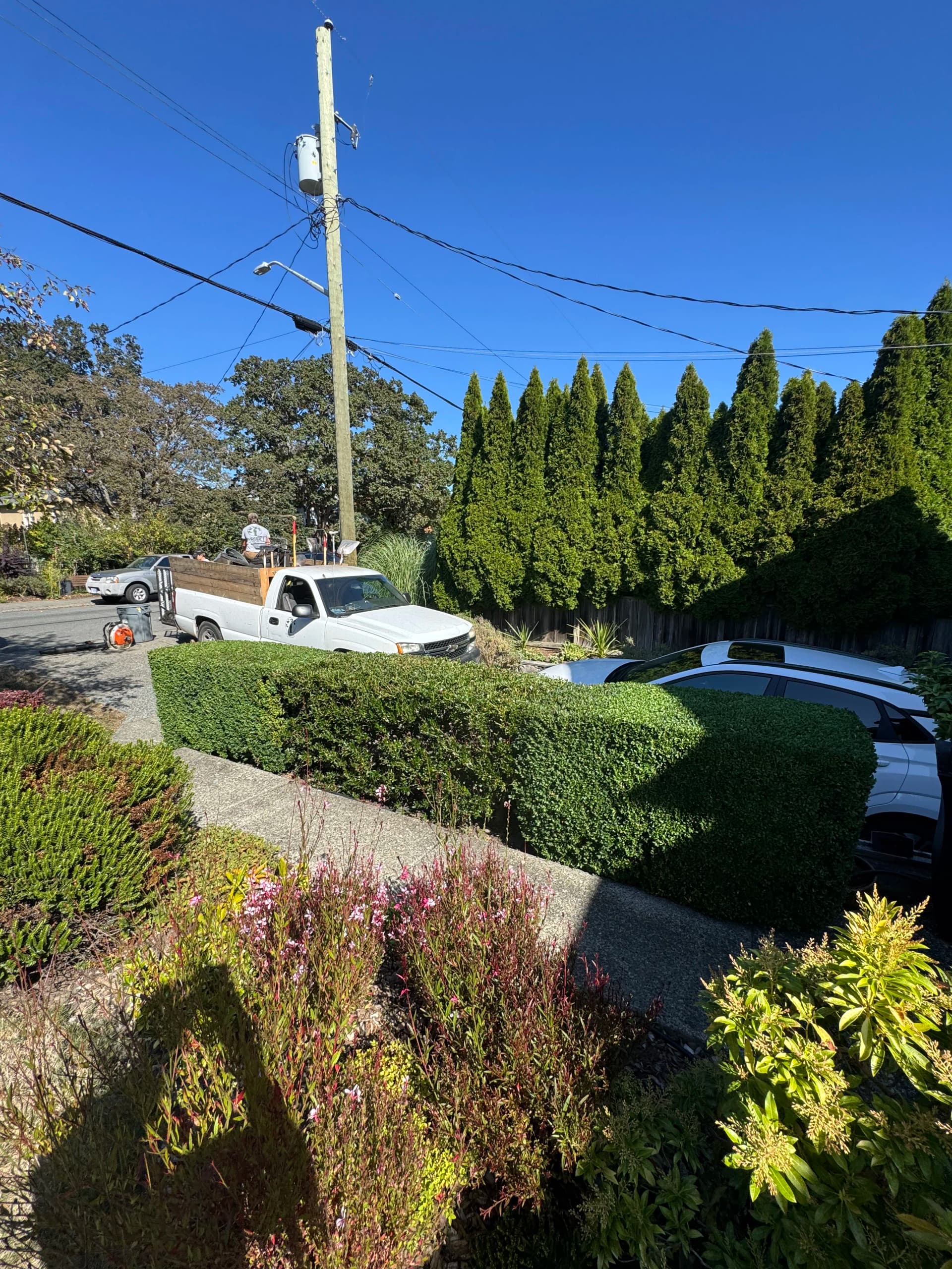 Gallery photos for Tight Box Hedge Trim That Makes a Front Garden Pop: Image #1
