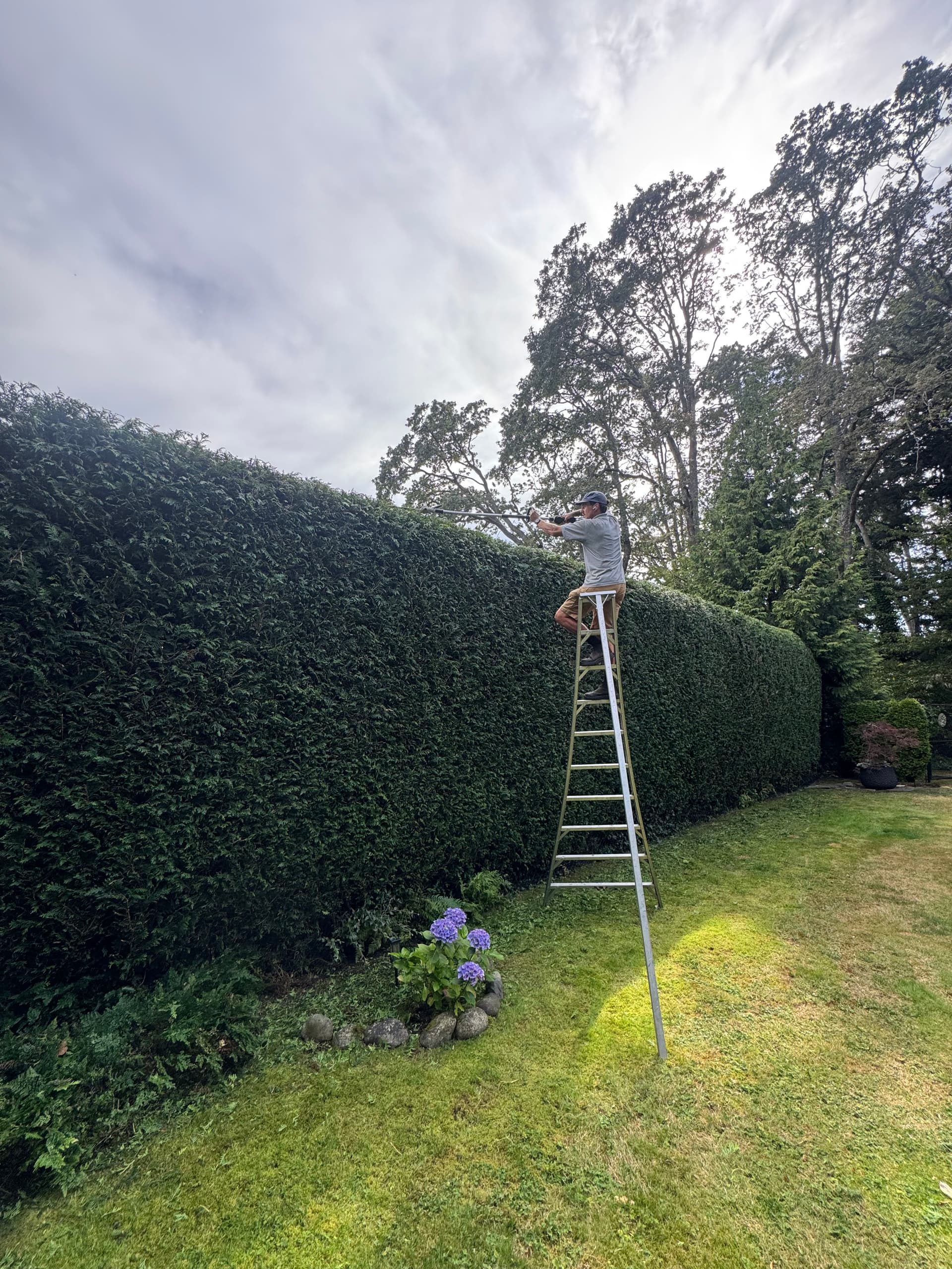 Gallery photos for Tall Hedge Trimming That Most People Won't Touch: Image #2