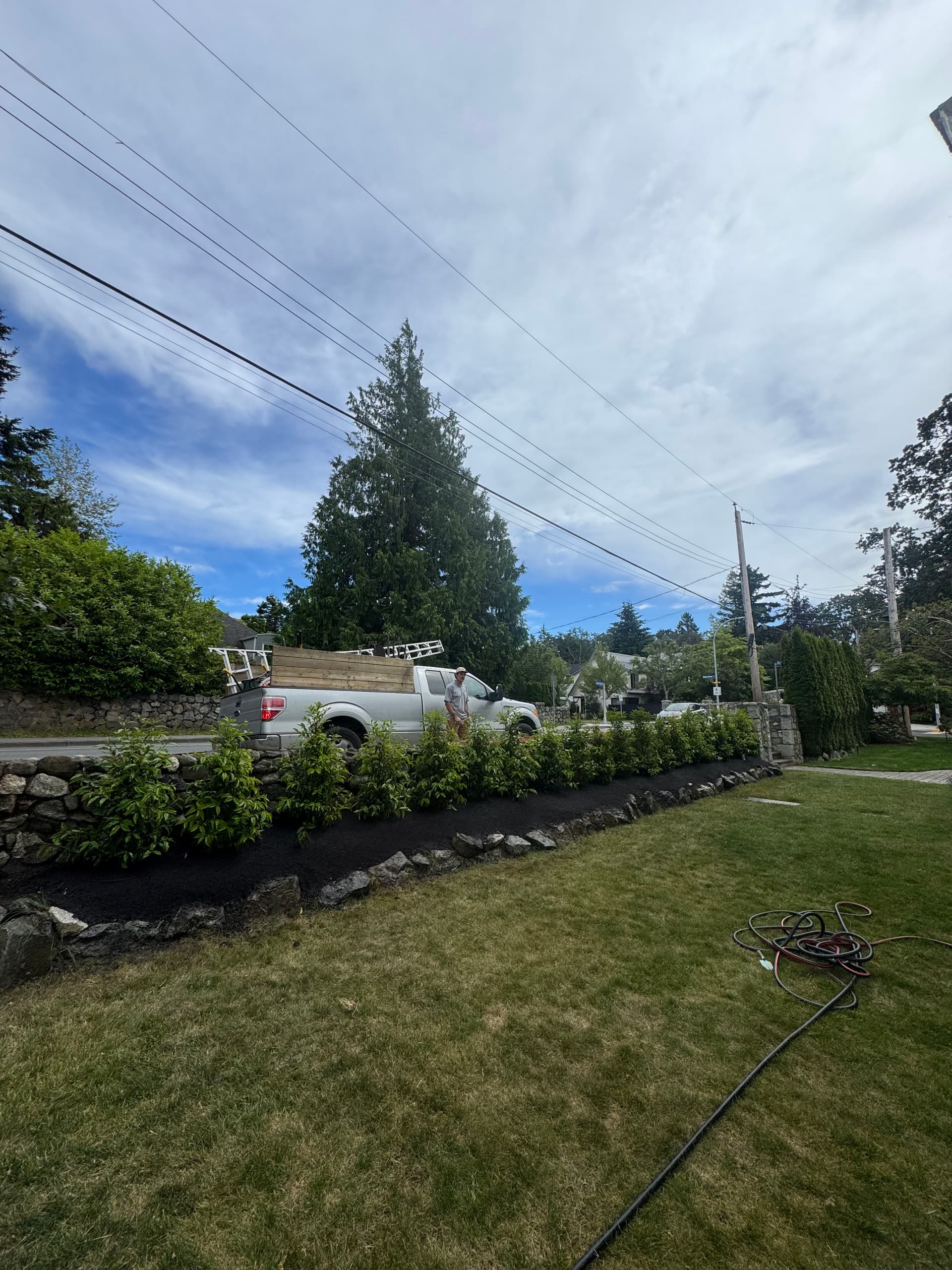 Gallery photos for Portuguese Laurel Hedge Installation for Natural Garden Privacy: Image #3