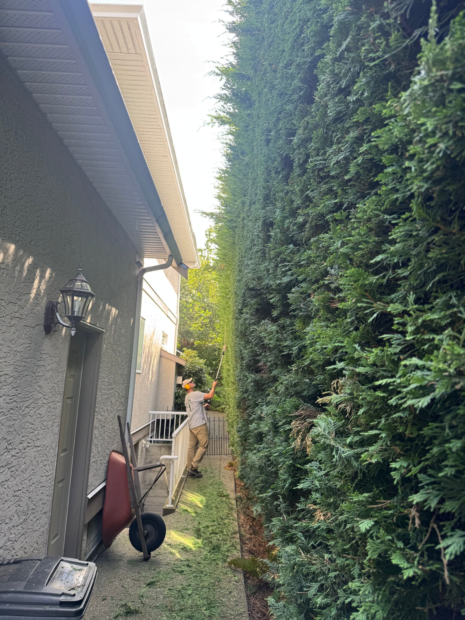 Gallery photos for Tall Hedge Trimming That Most People Won't Touch: Image #1
