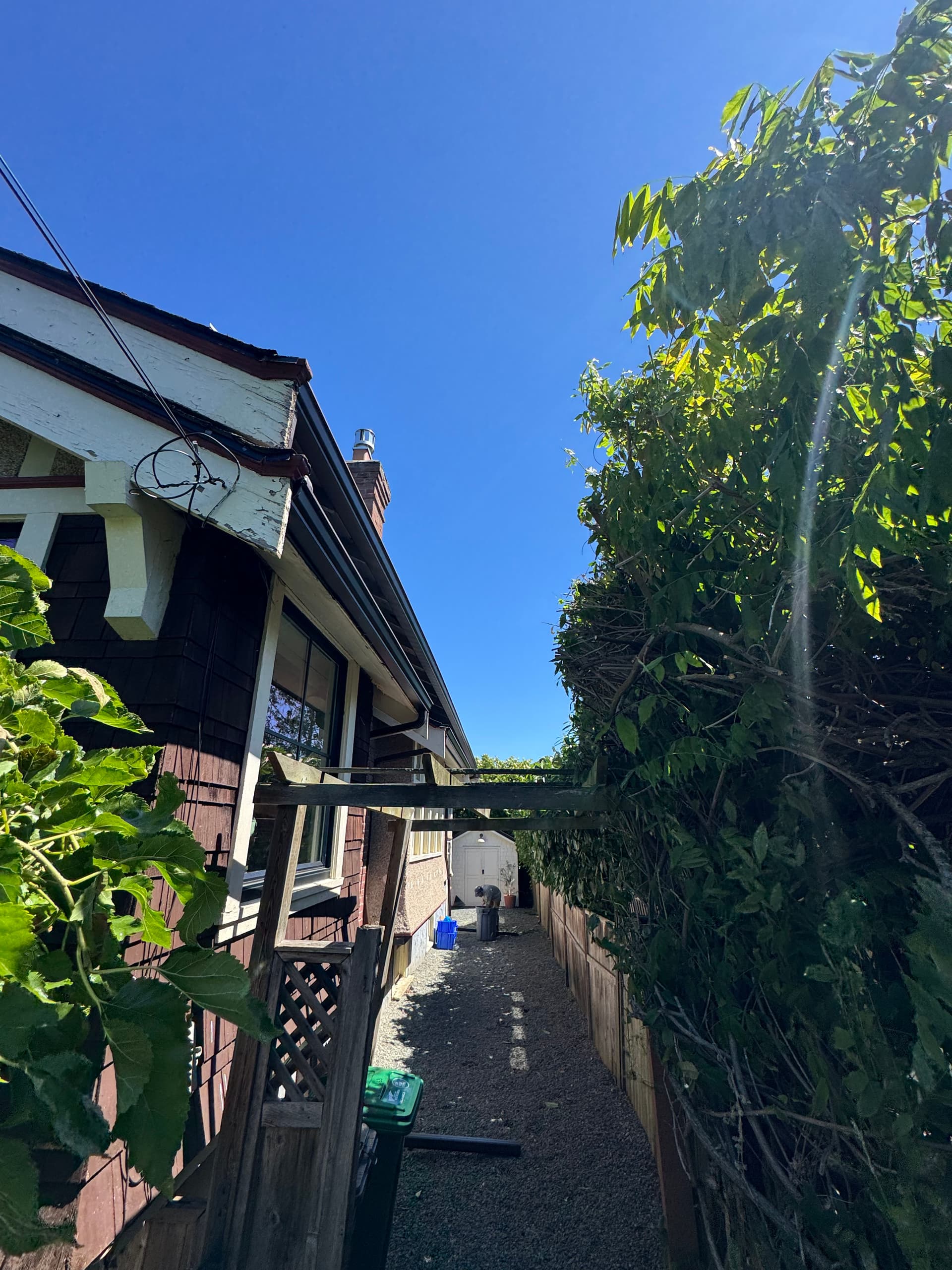 Gallery photos for Clematis Pruning to Protect a Victoria Home's Perimeter: Image #2