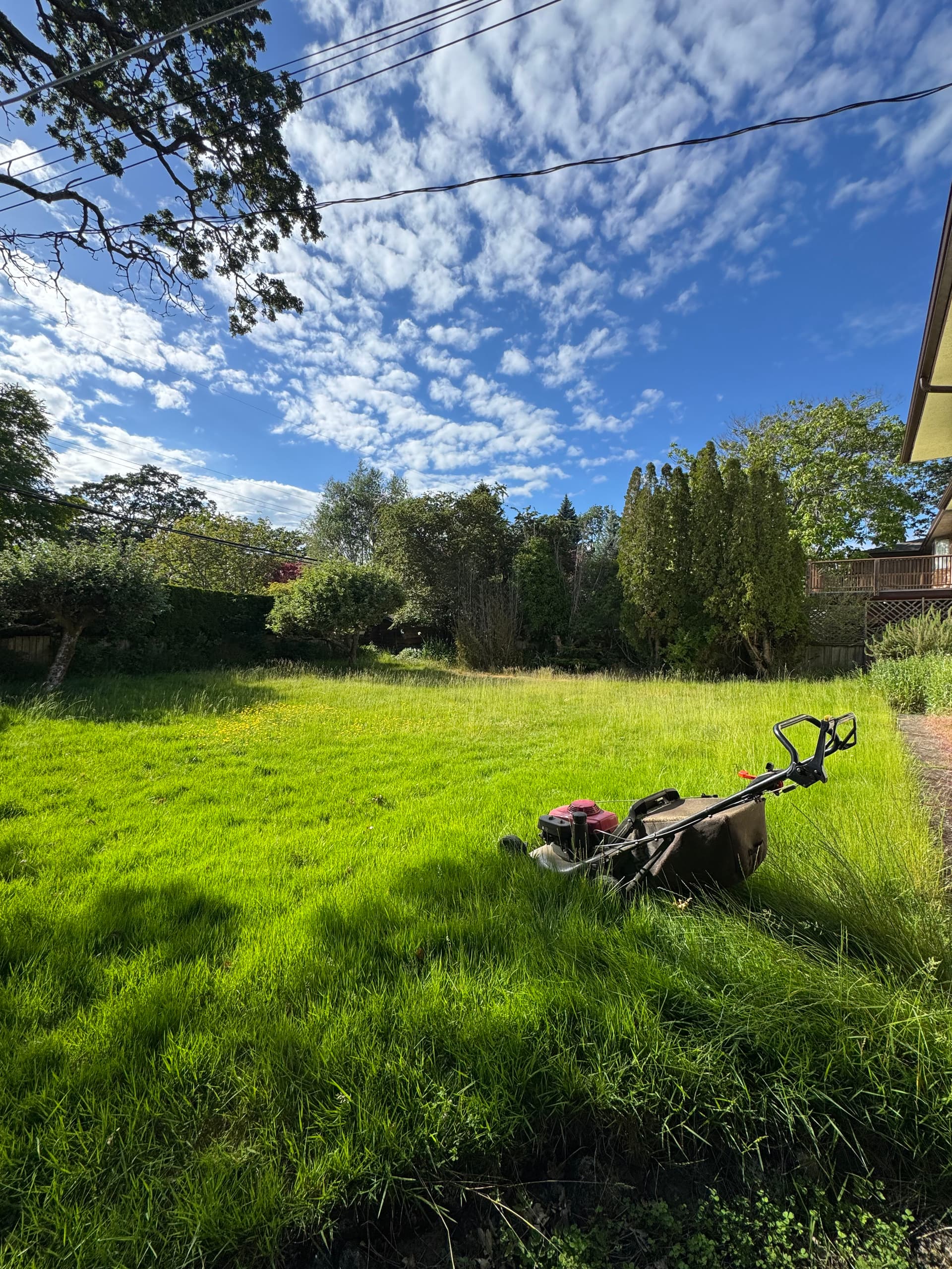Overgrown Lawn Brought Back Under Control image