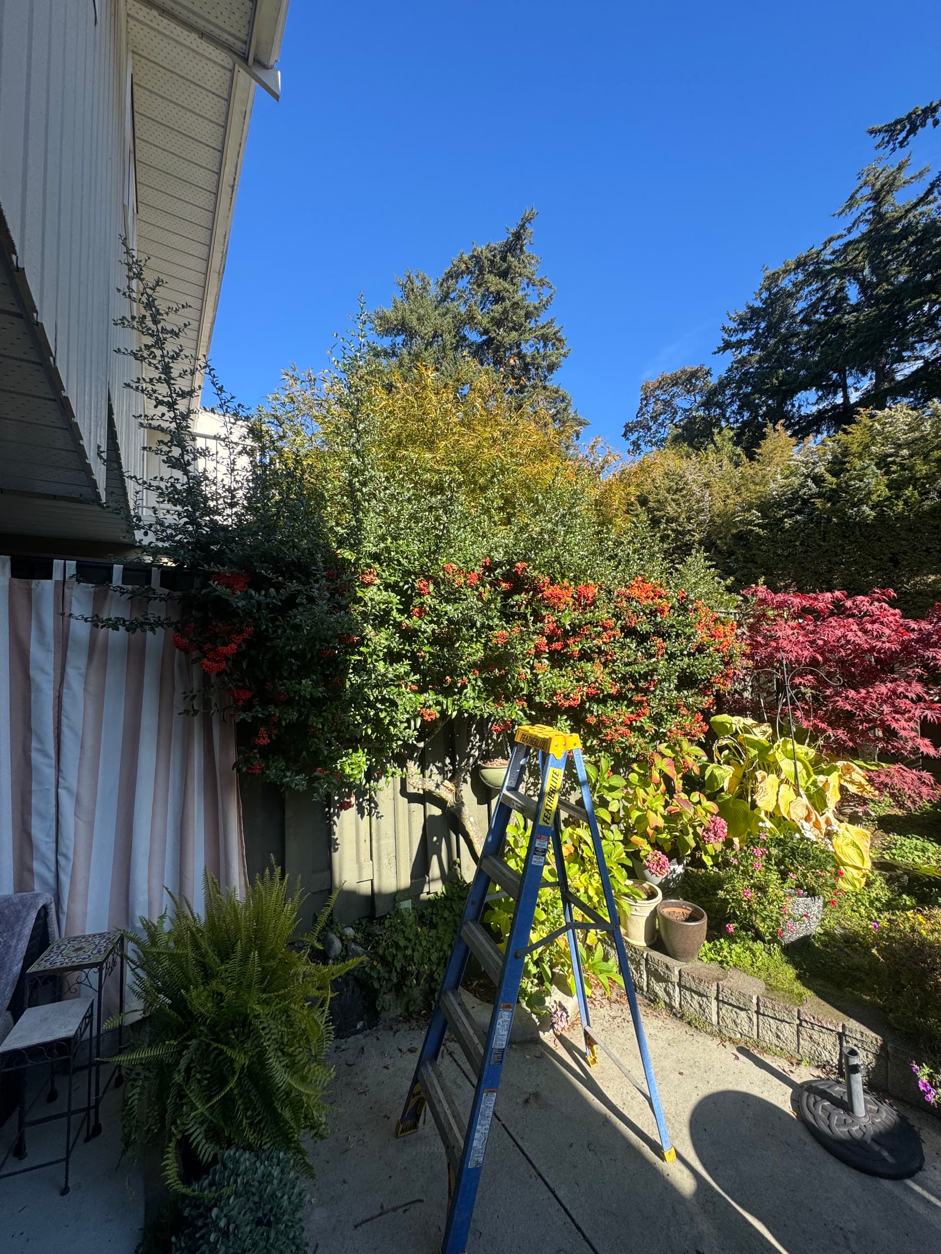 Patio Expansion with Precision Pruning image