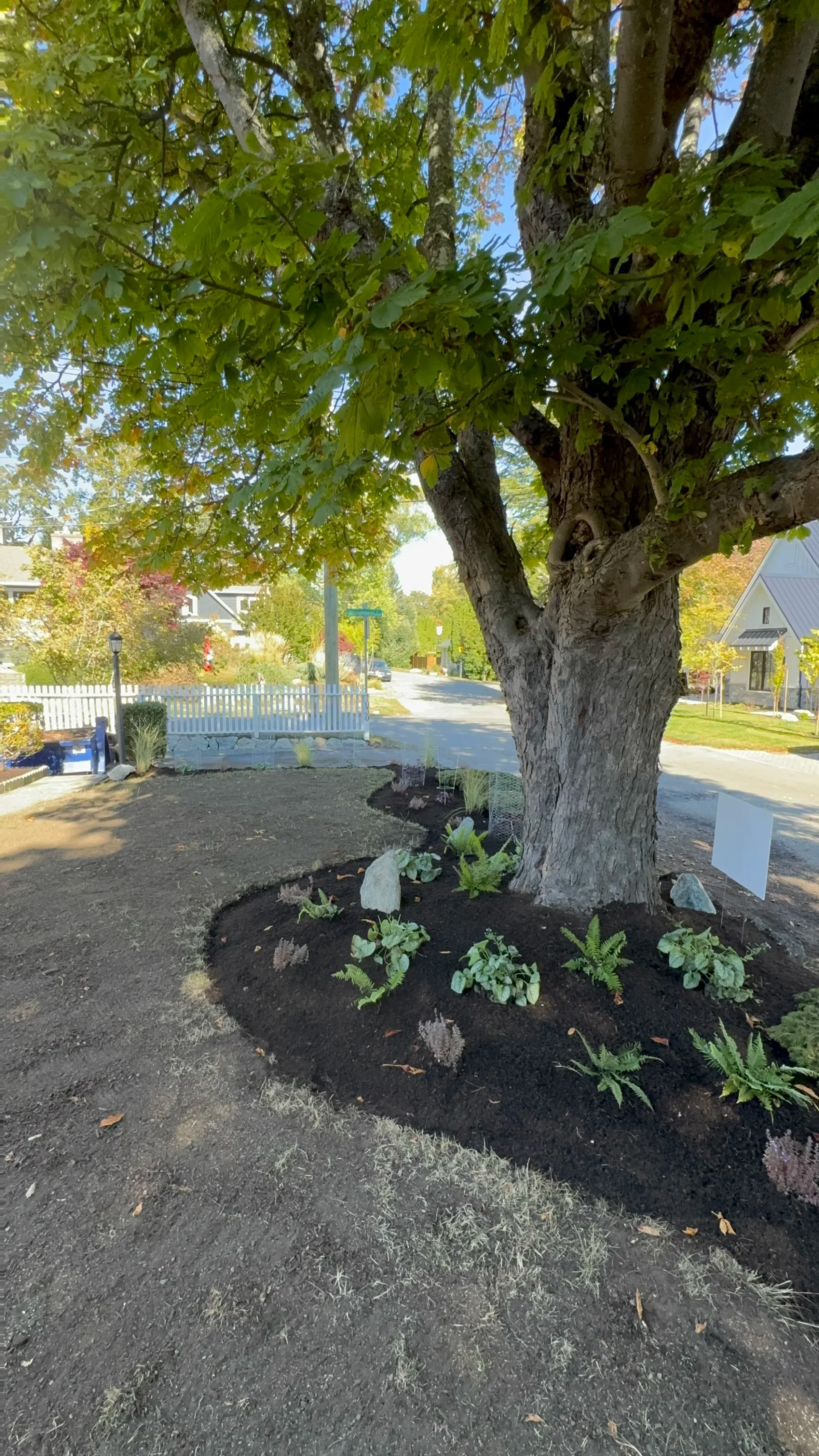 Gallery photos for Front Yard Garden Bed Installation Around a Mature Tree: Image #3