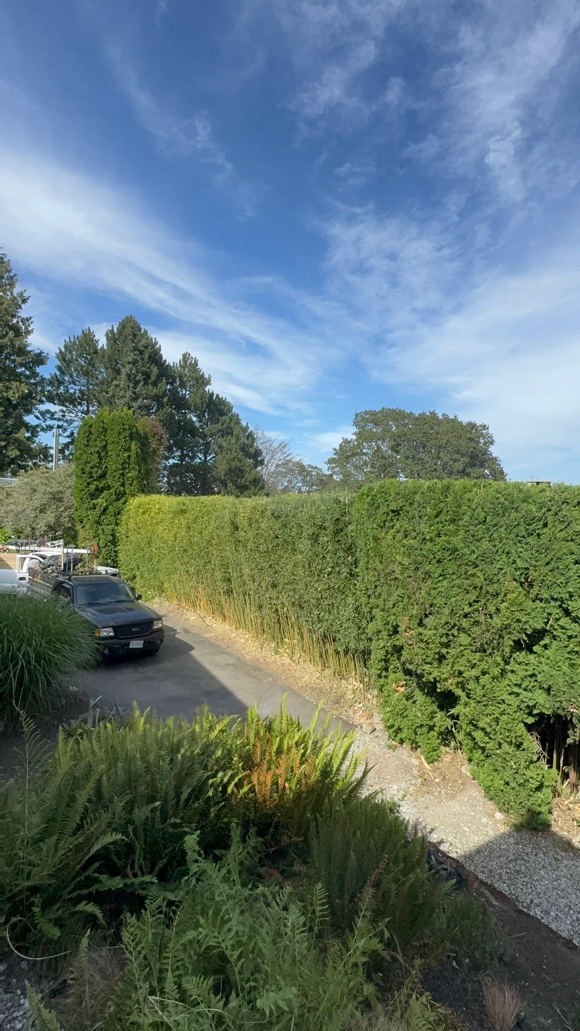 Gallery photos for Bamboo Hedge Trimmed to a Clean, Sharp Finish: Image #1