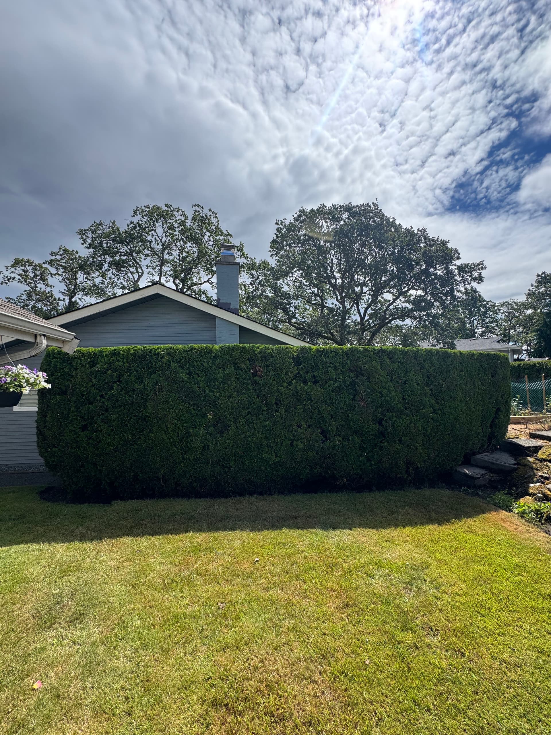 Clean Cedar Hedge Trim That Actually Adds Privacy image