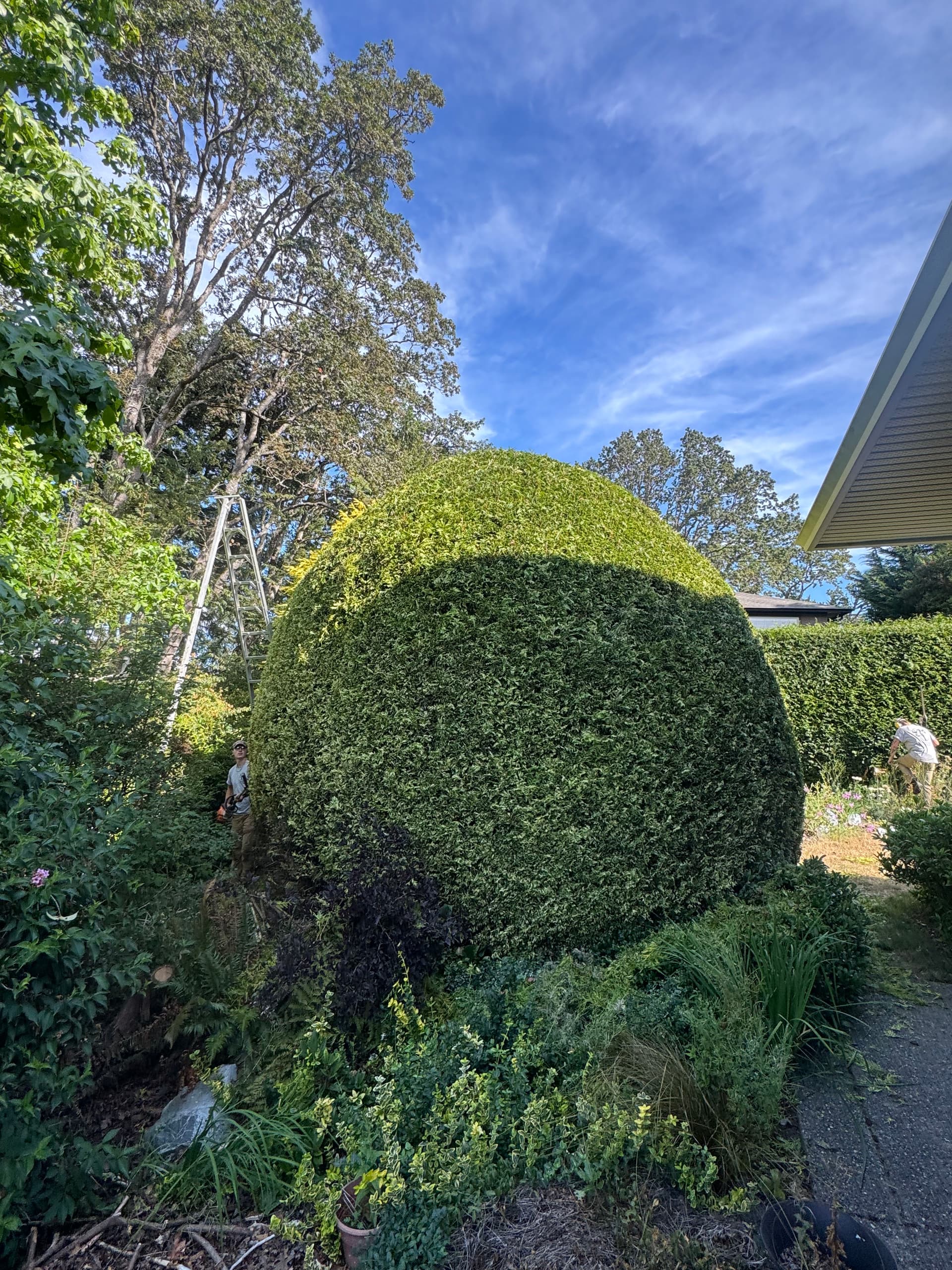 Gallery photos for Taming Overgrown Hedges Before They Become a Real Problem: Image #2
