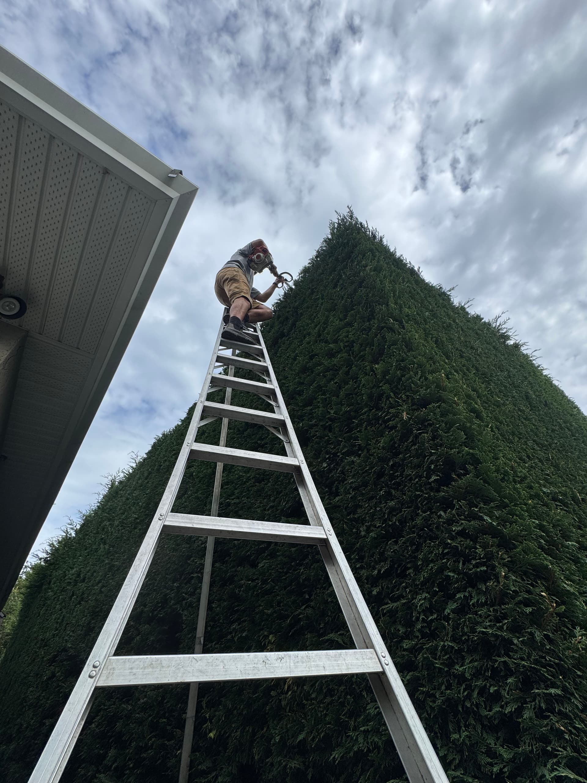 Gallery photos for Tall Hedge Trimming That Most People Won't Touch: Image #3